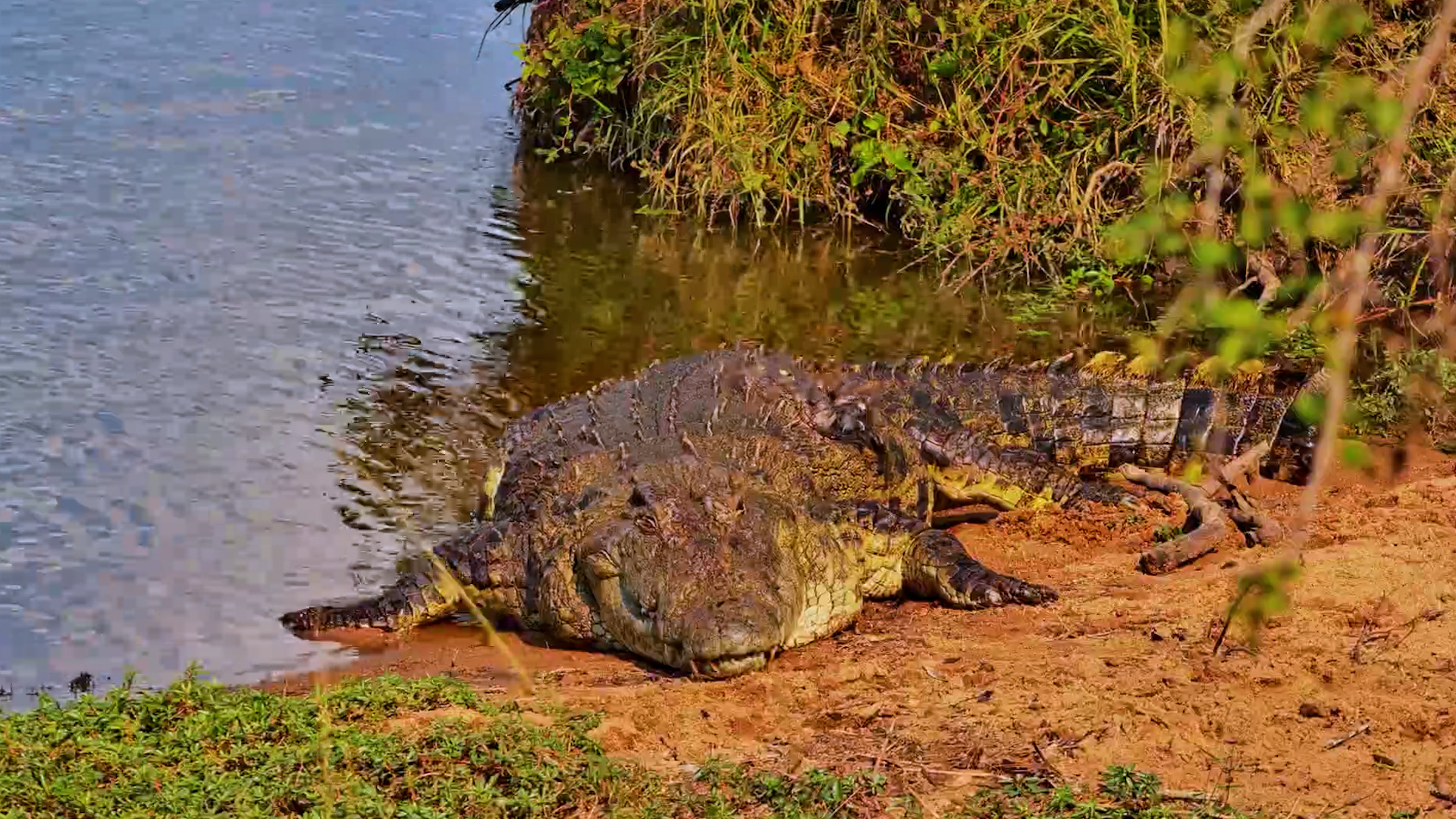 Bubbles the Crocodile Makes a Quiet Entrance