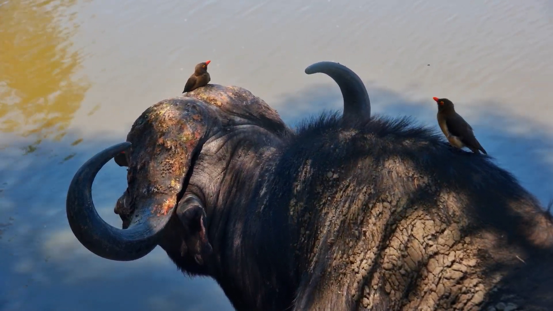Up Close & Personal: Buffalos & Baboons Peacefully Share the Waterhole