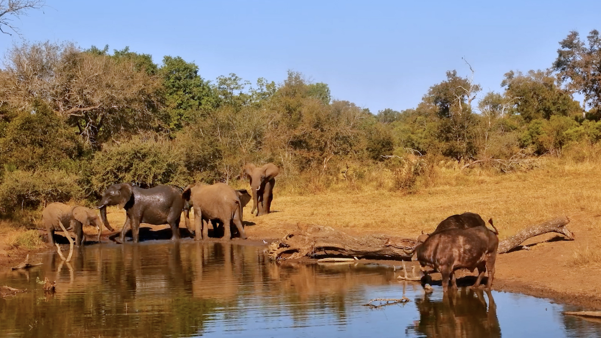 Elephants and Buffalo Together at Serondella