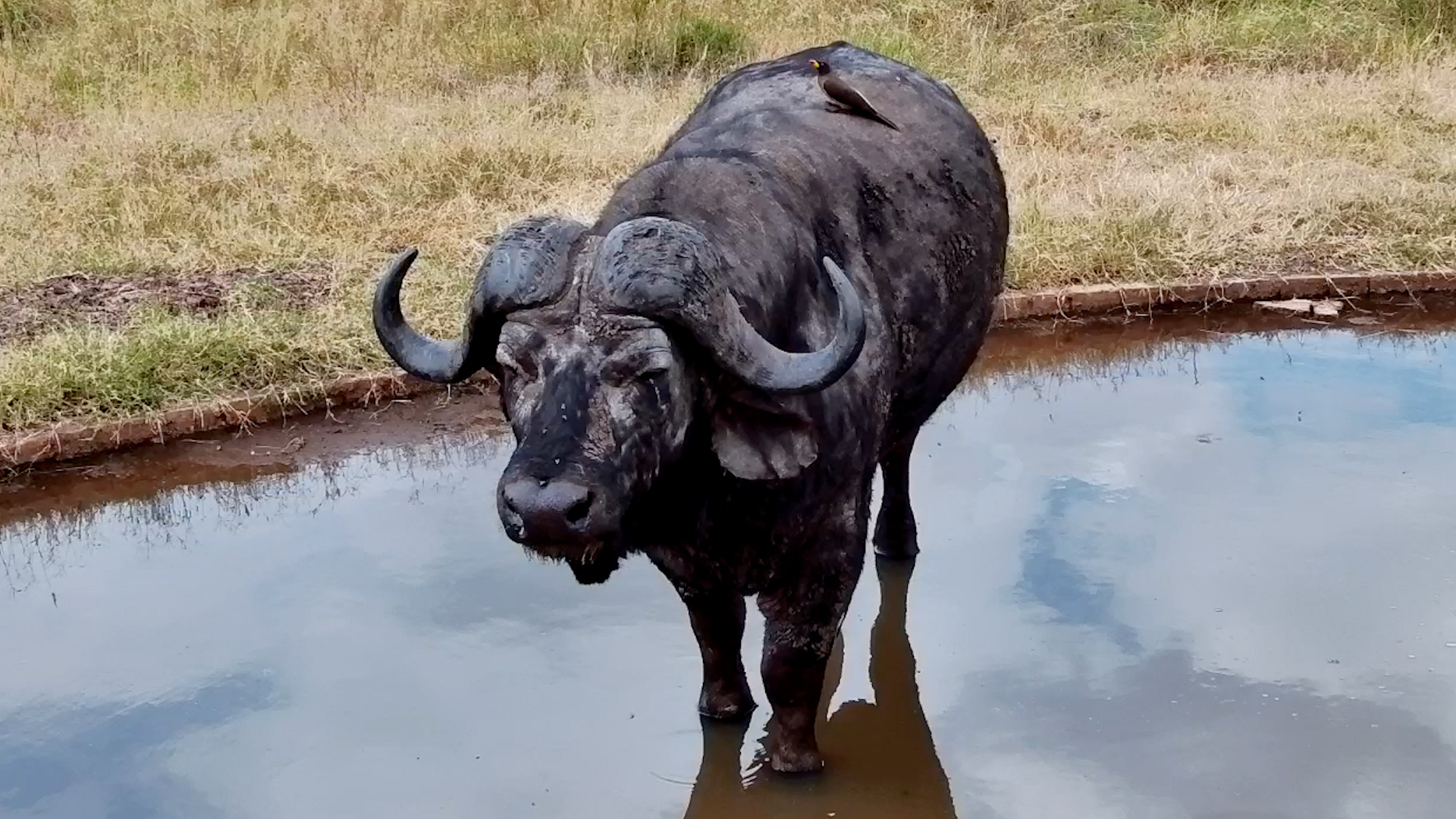 One Buffalo, One Tiny Assistant