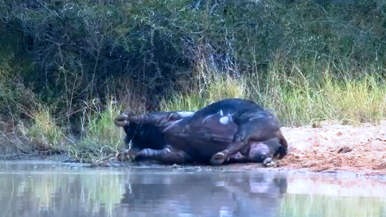 Old Buffalo Woke Up Just to Roll in the Mud