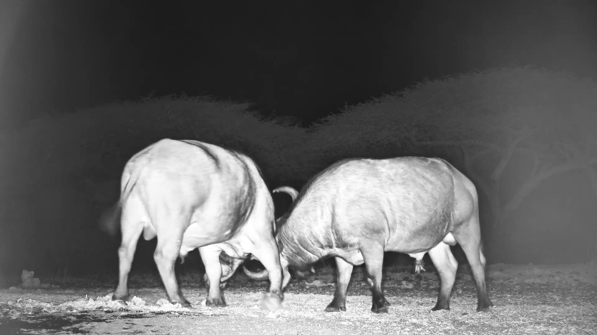 Power Clash in the Dark - Buffalo Bulls Compete