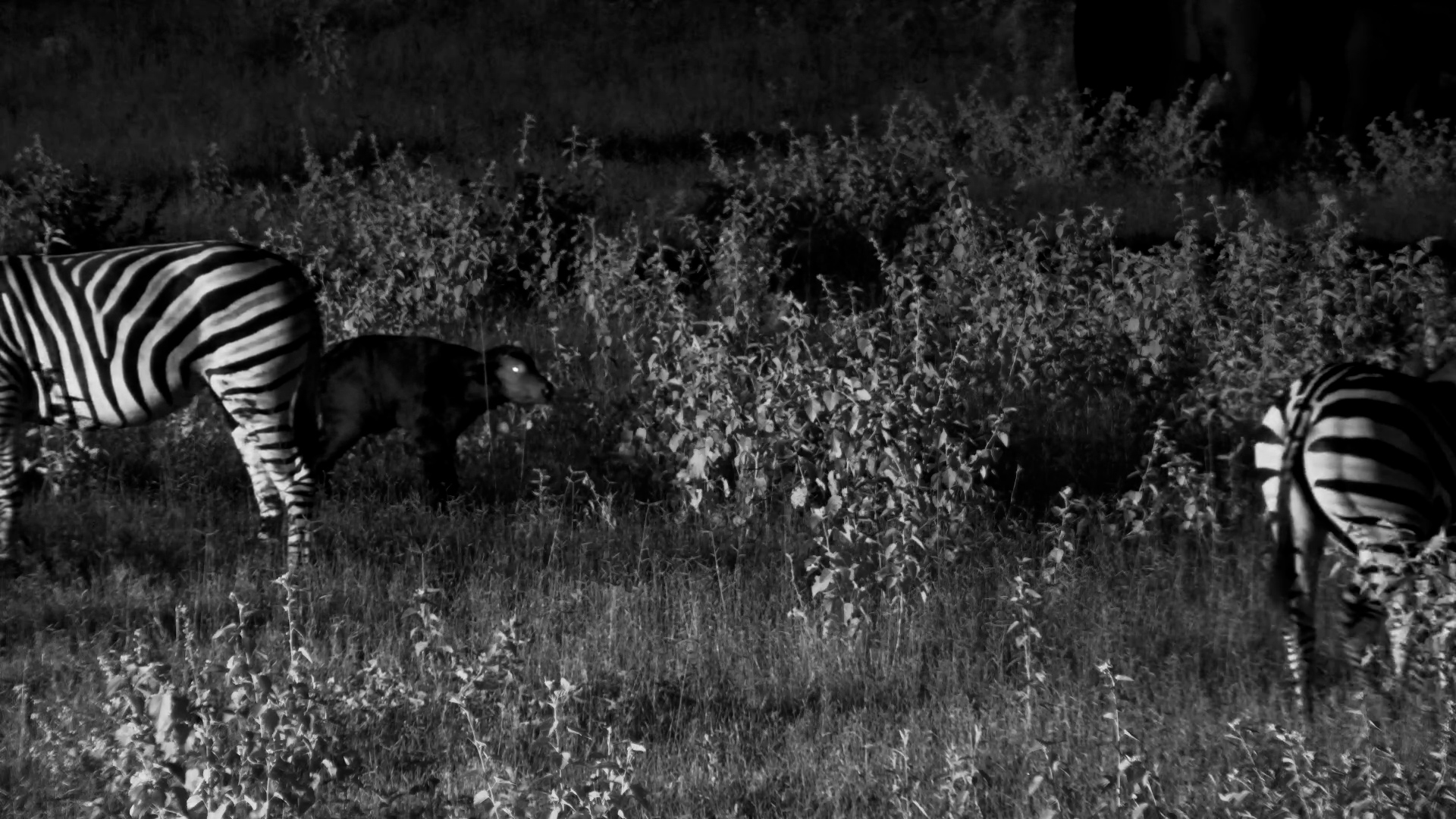 Buffalo Calf at Night