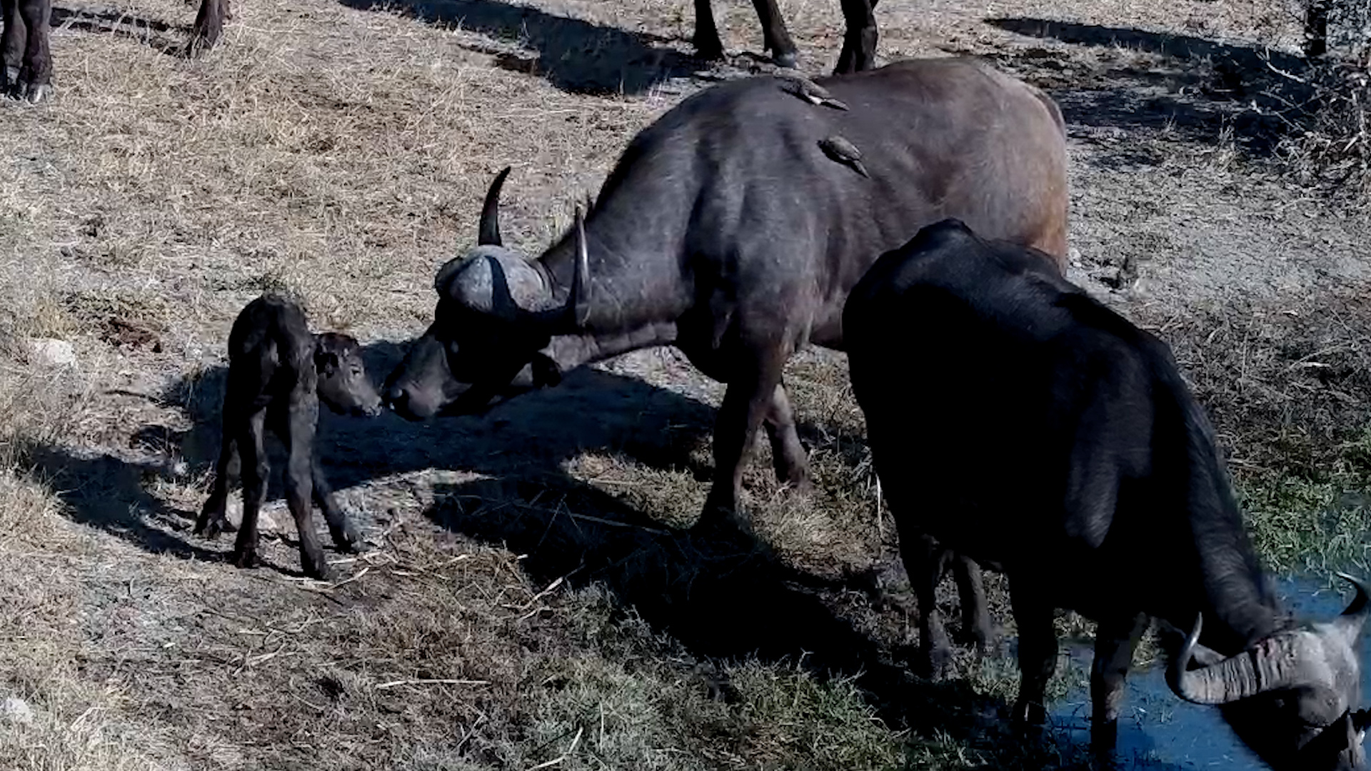 Littlest Buffalo Got Lots of Attention
