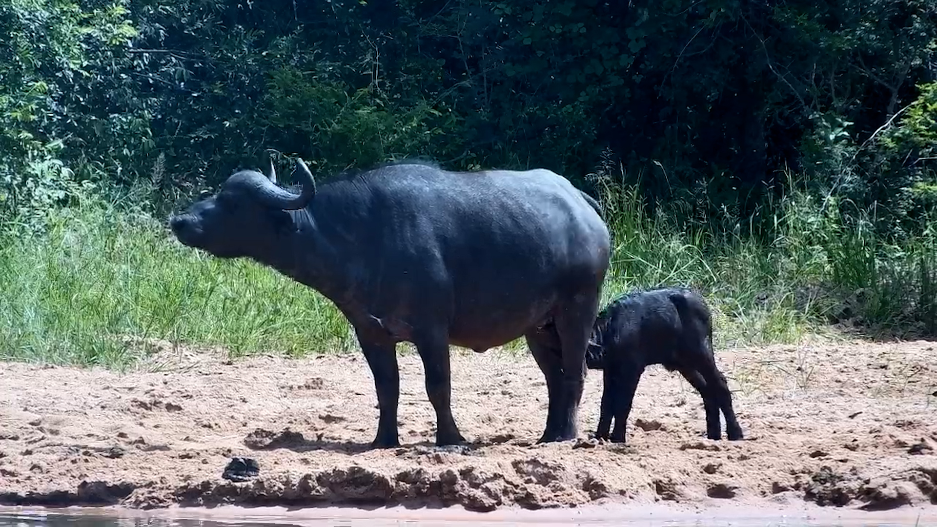 Tiny calf. Big world.