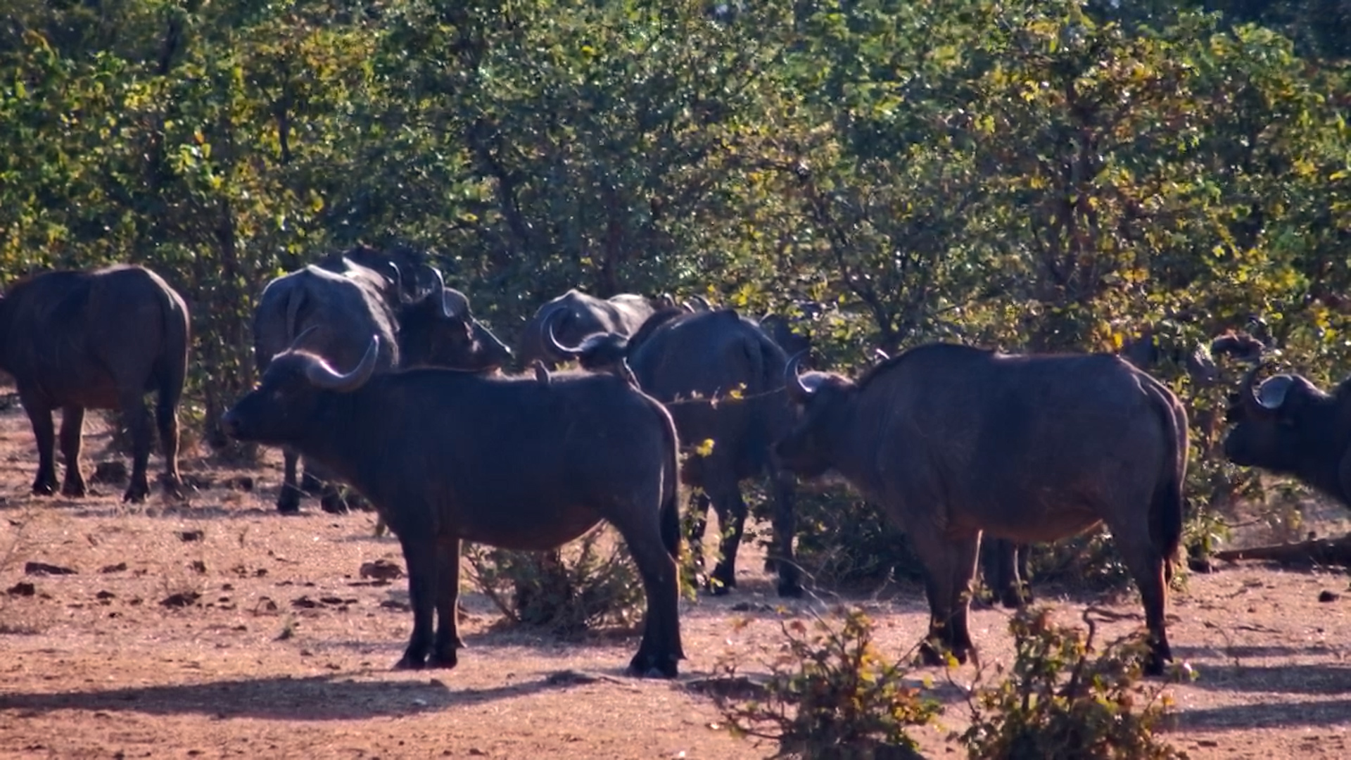 The Buffalo Herd Spooked at Nothing We Could See