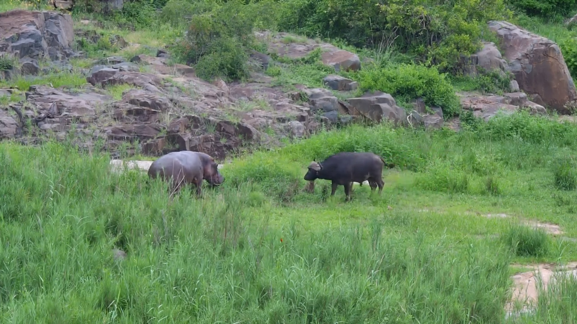 Buffalo Chases Hippo!
