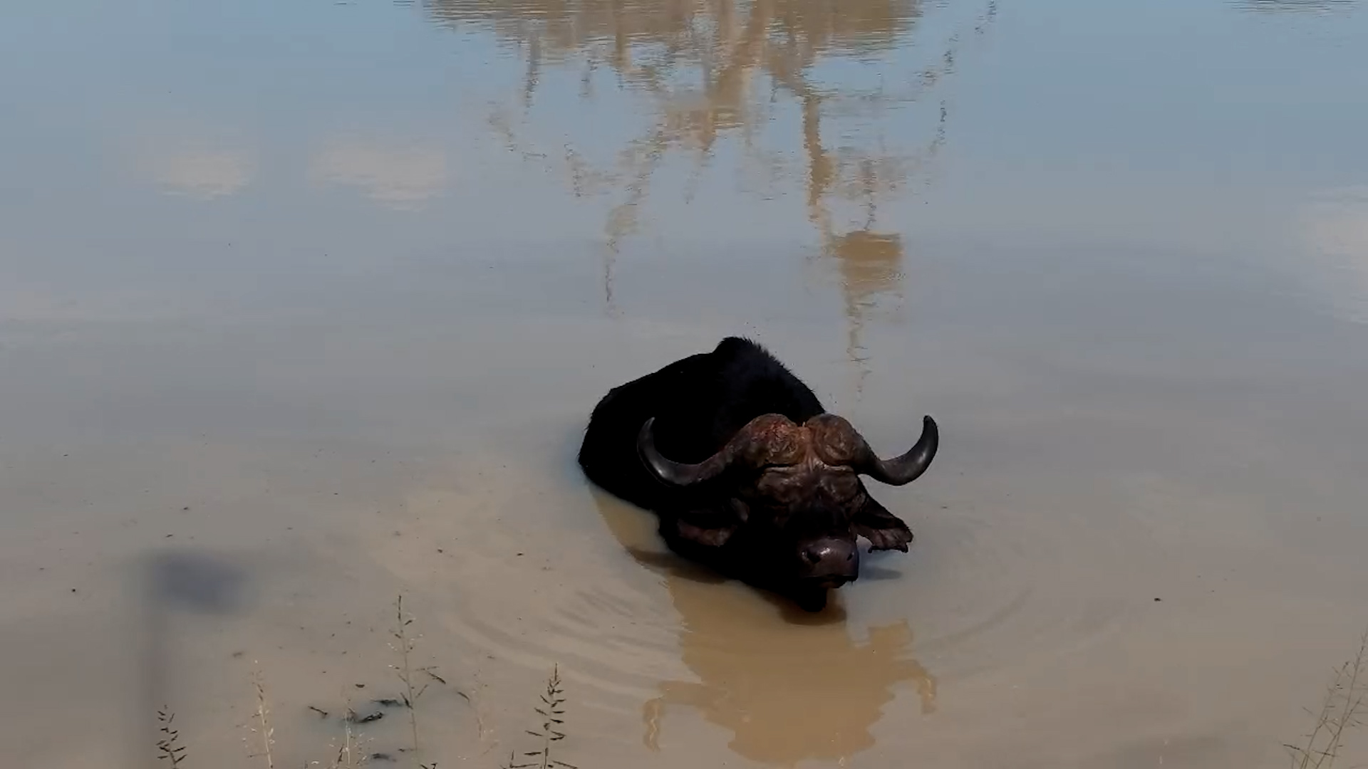 A Heavyweight Taking a Cool Dip
