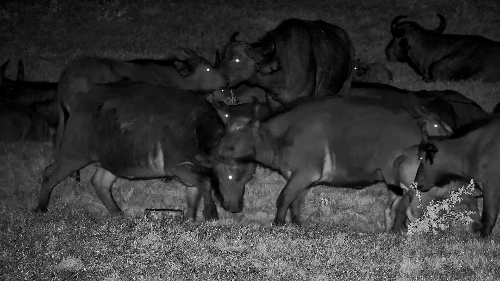 Saltlick Drama Amongst the Buffalos