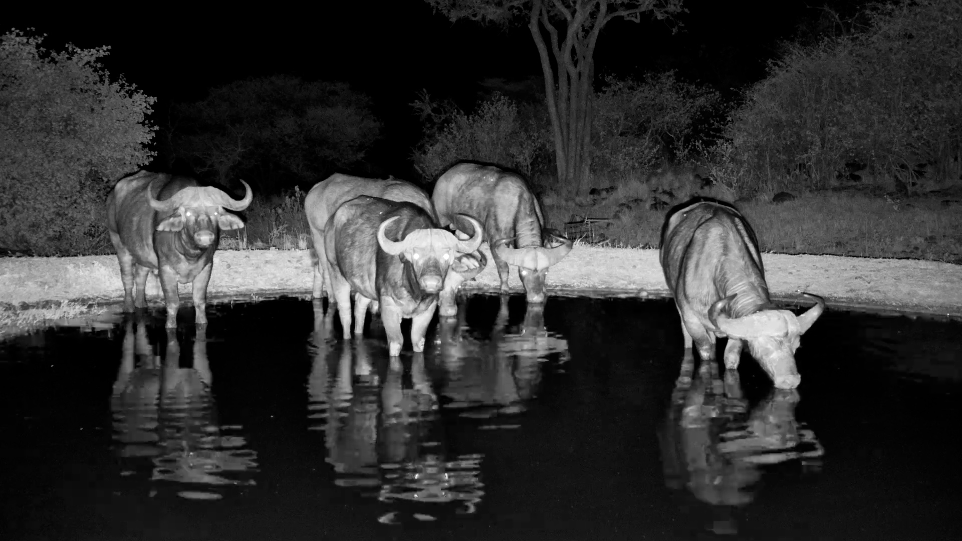 Buffalo Bulls Gather at Night