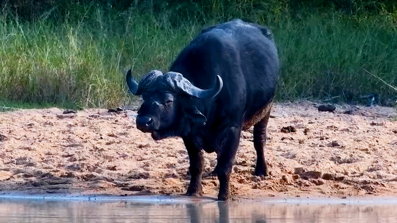 Buffalo Bull Stops for a Drink and a Well-Earned Rest