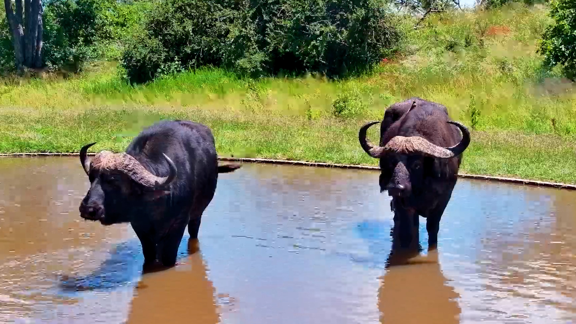 Two Bulls. One Waterhole.