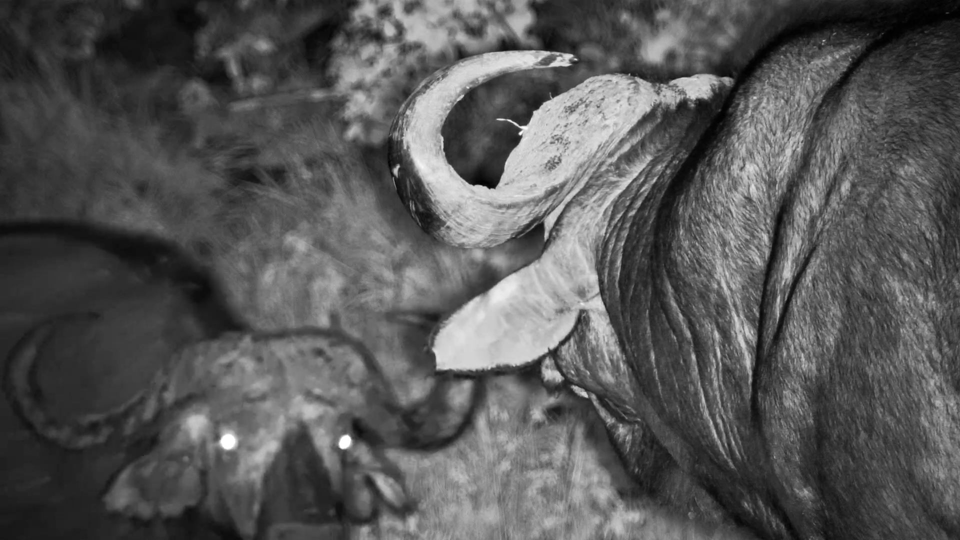 Dagga Boys Meet at the Waterhole