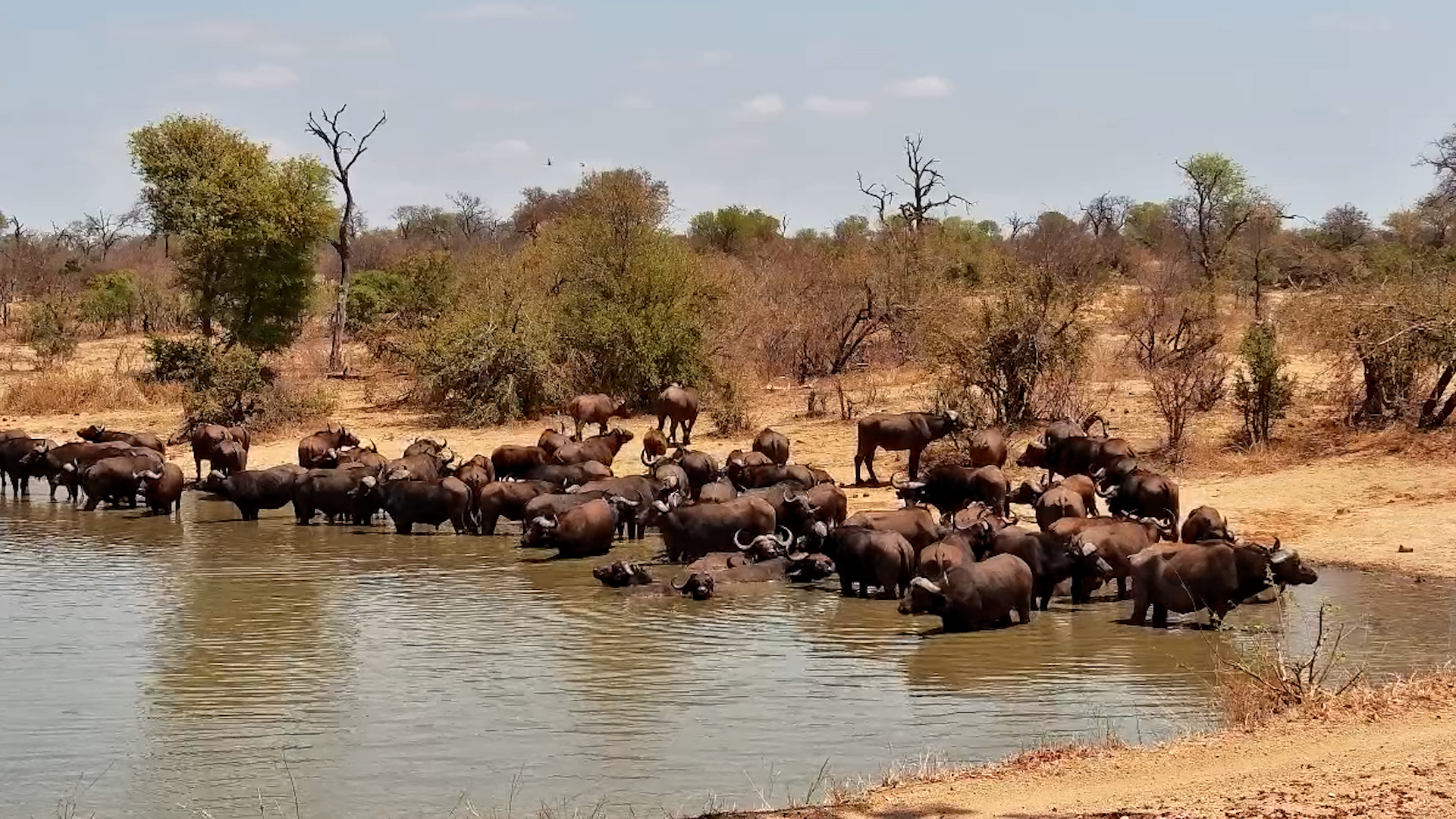 Massive Buffalo Herd Takes Over Watering Hole!