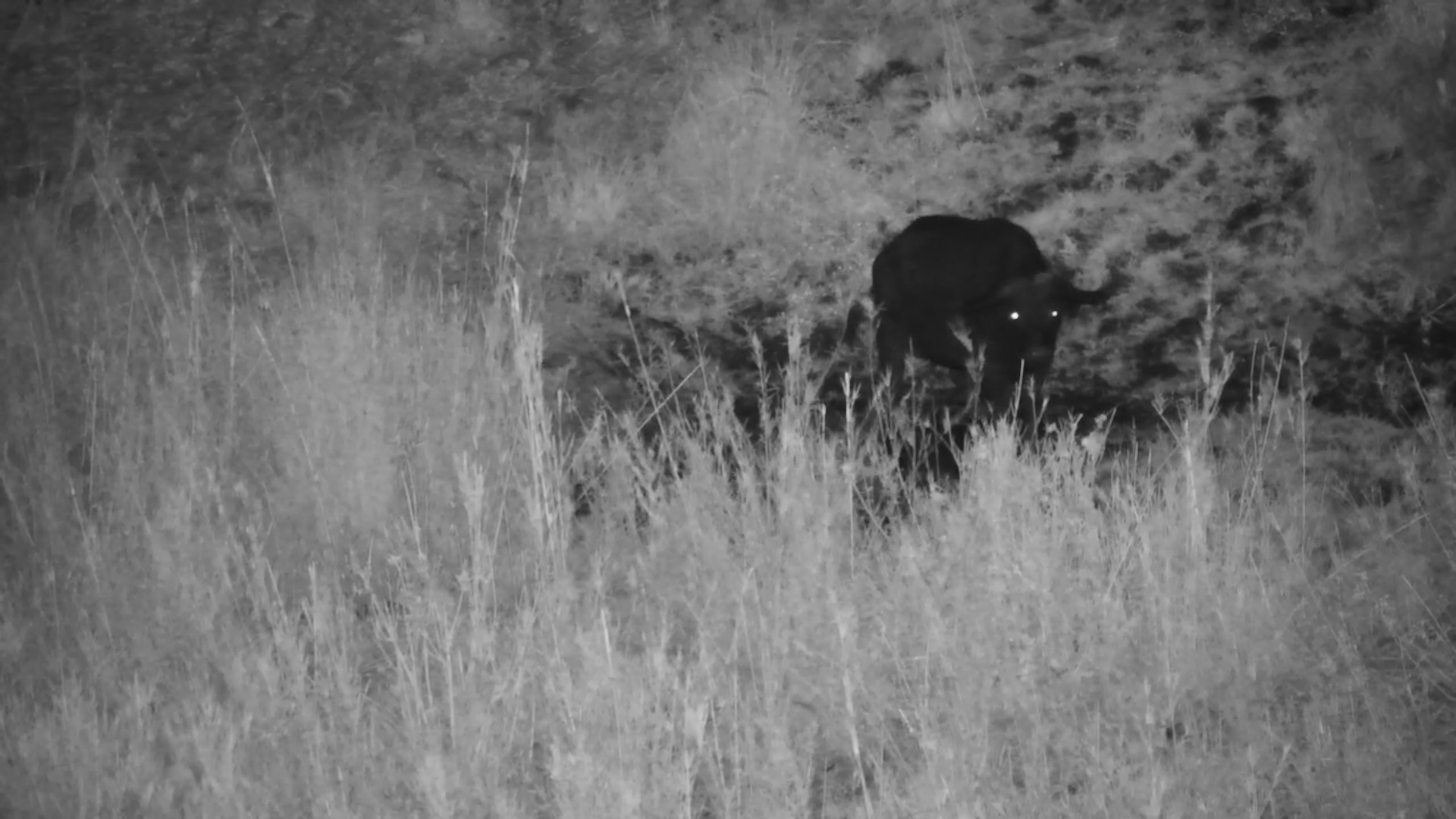 Buffalo Enjoys a Night Time Roll