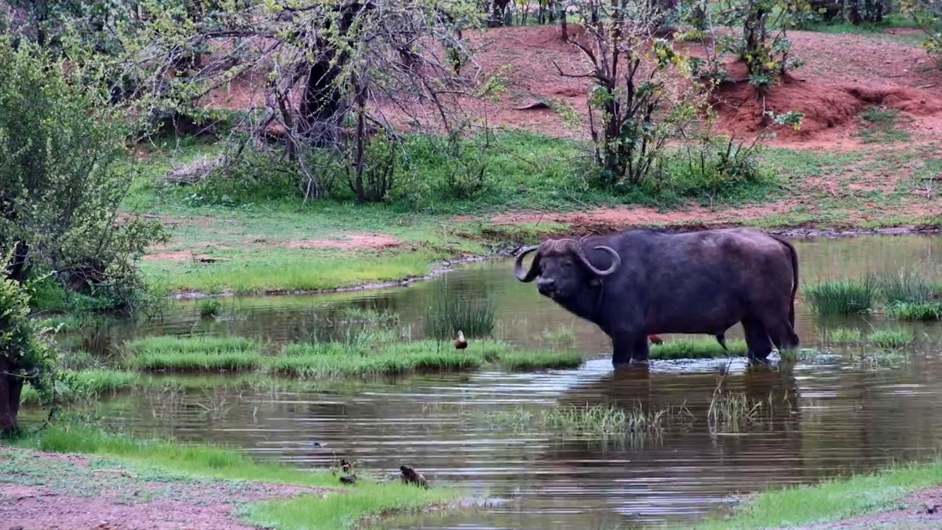 Buffalo Feeds on the Sweetest Grass at Vic Falls Waterhole