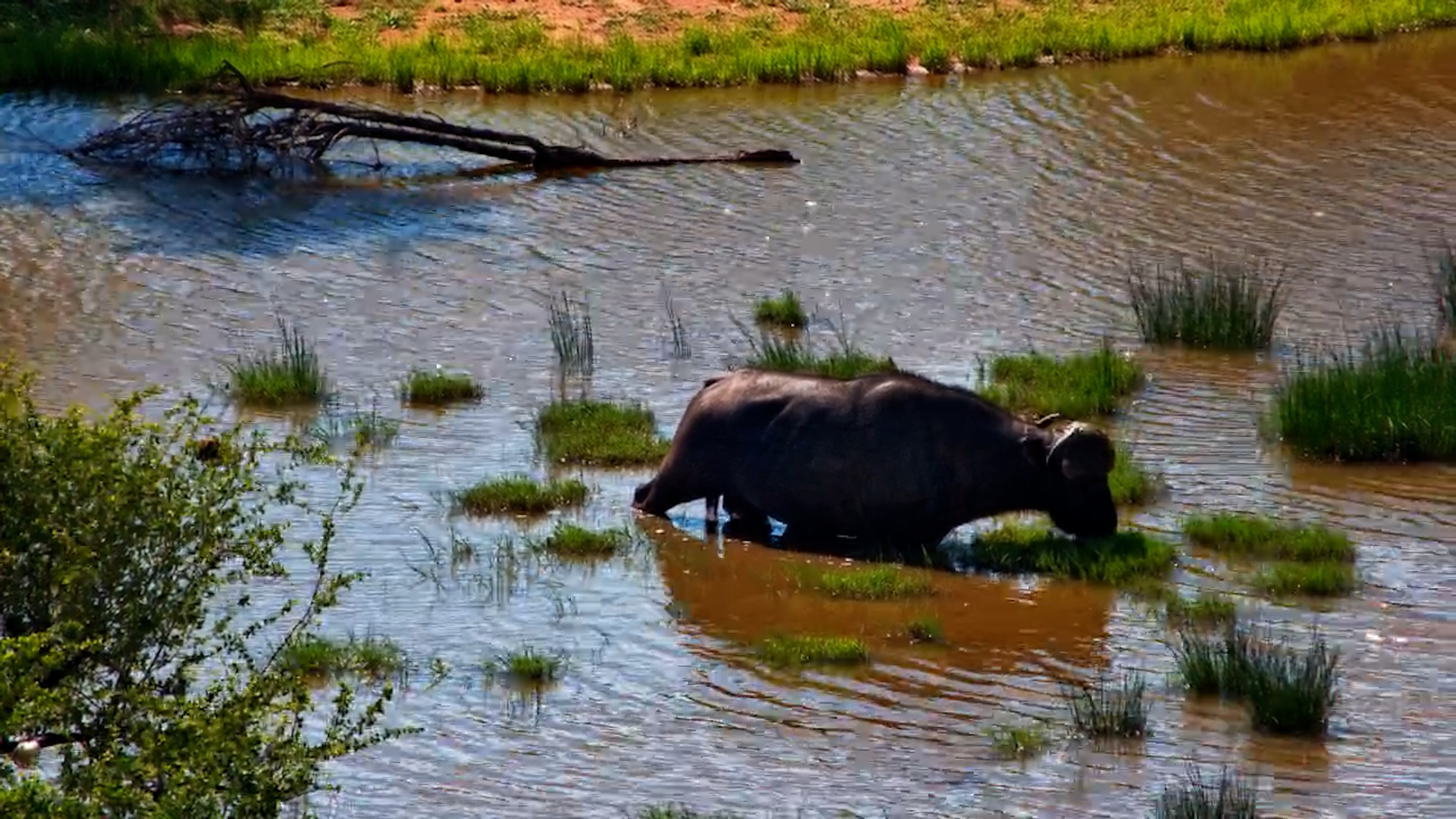 Calm Waterhole Scene: Buffalo & Impala Relax