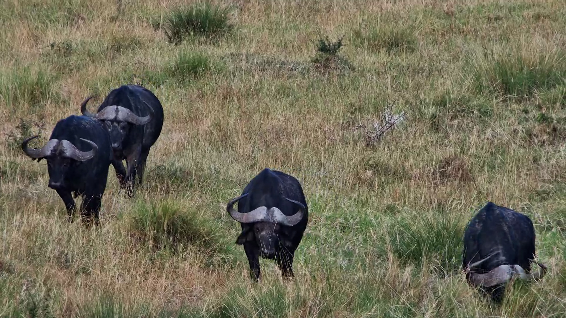 Buffalo Move Through the Kenyan Grasslands