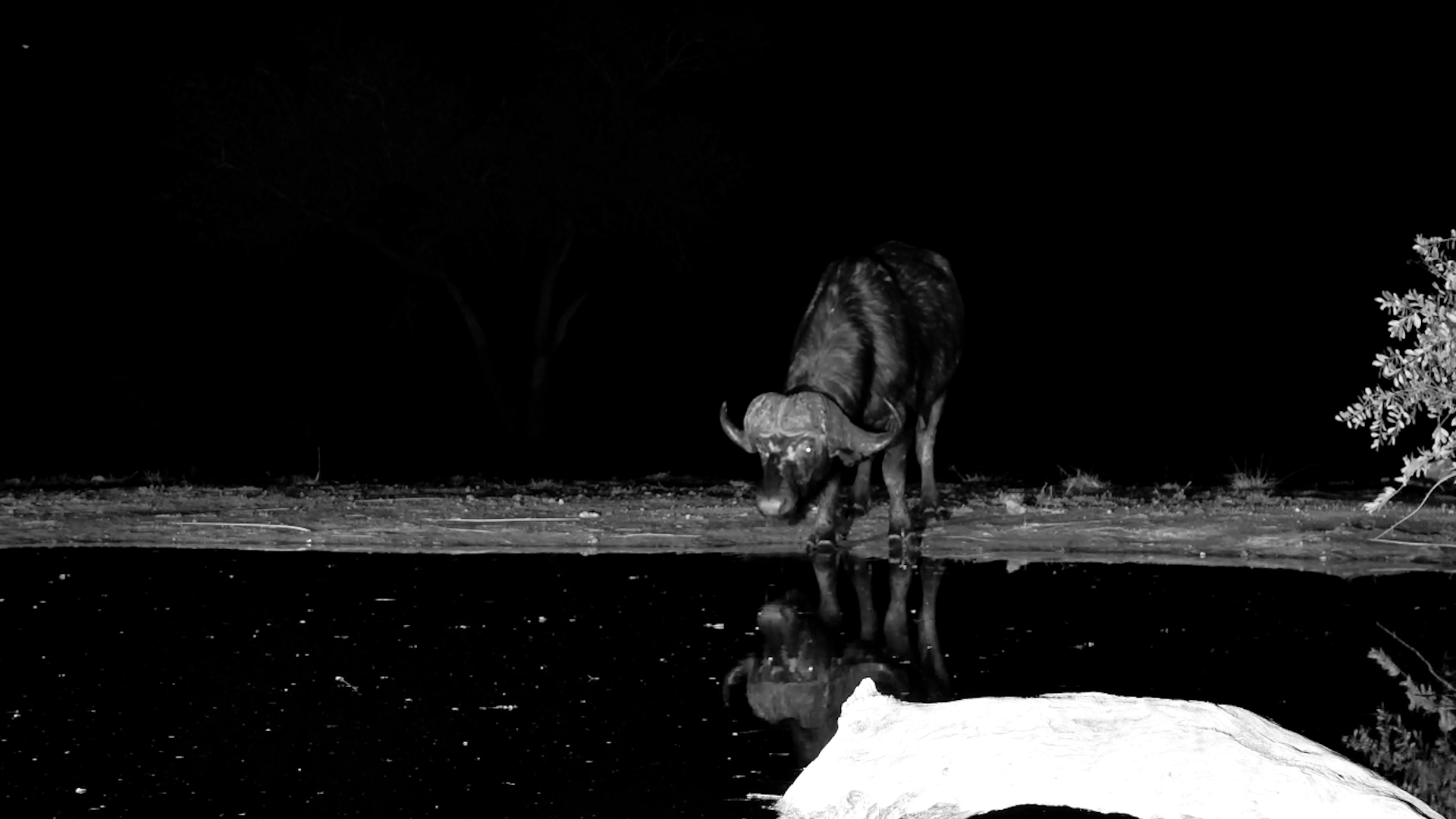 A Lone Buffalo Stops for a Quiet Drink