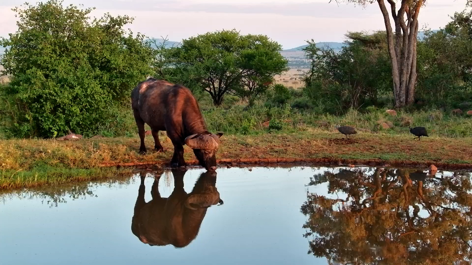 Golden Serengeti Sunset with a Lone Dagga Boy