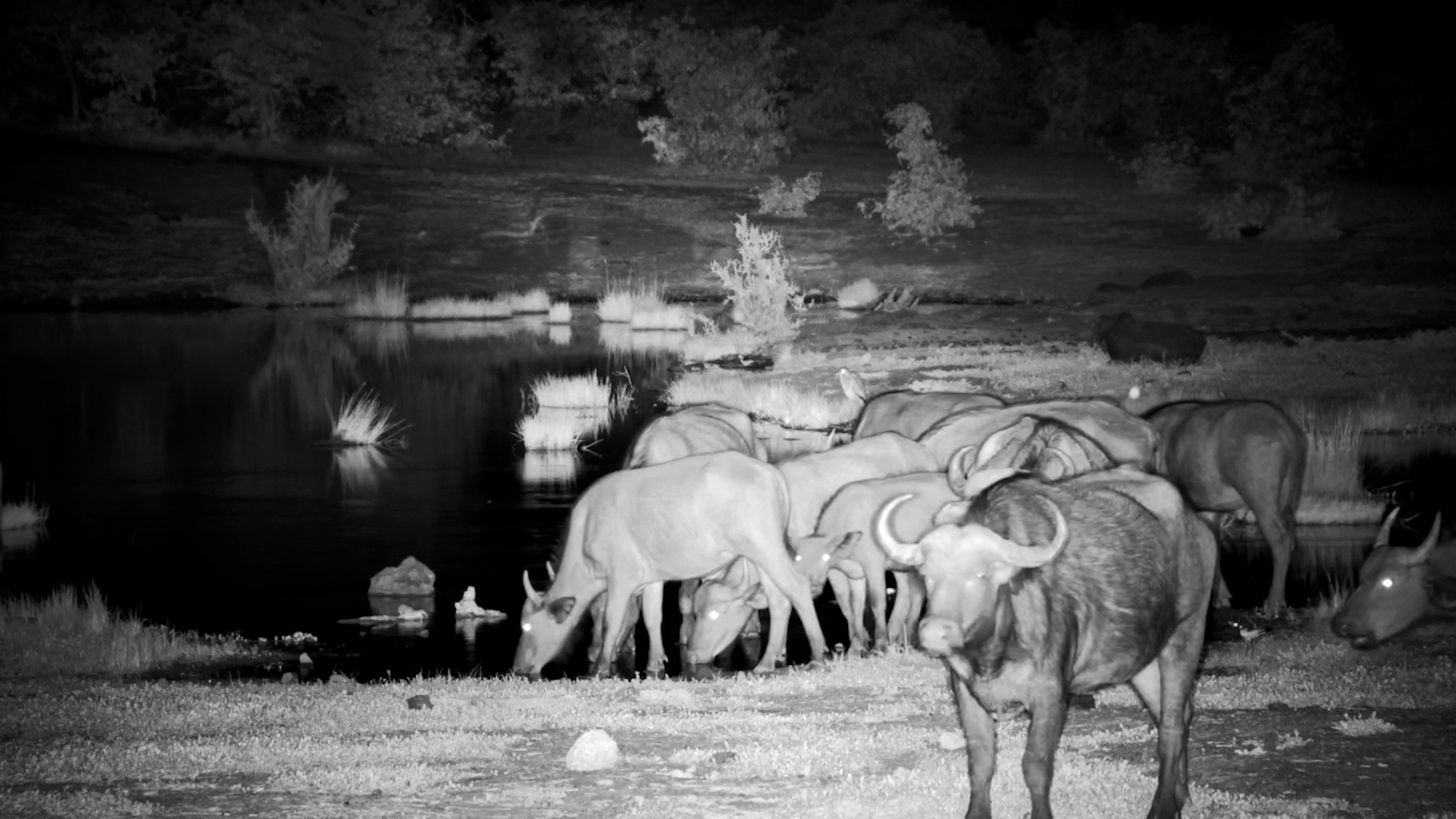 Buffalo Herd Enjoys a Quiet Drink at Vic Falls