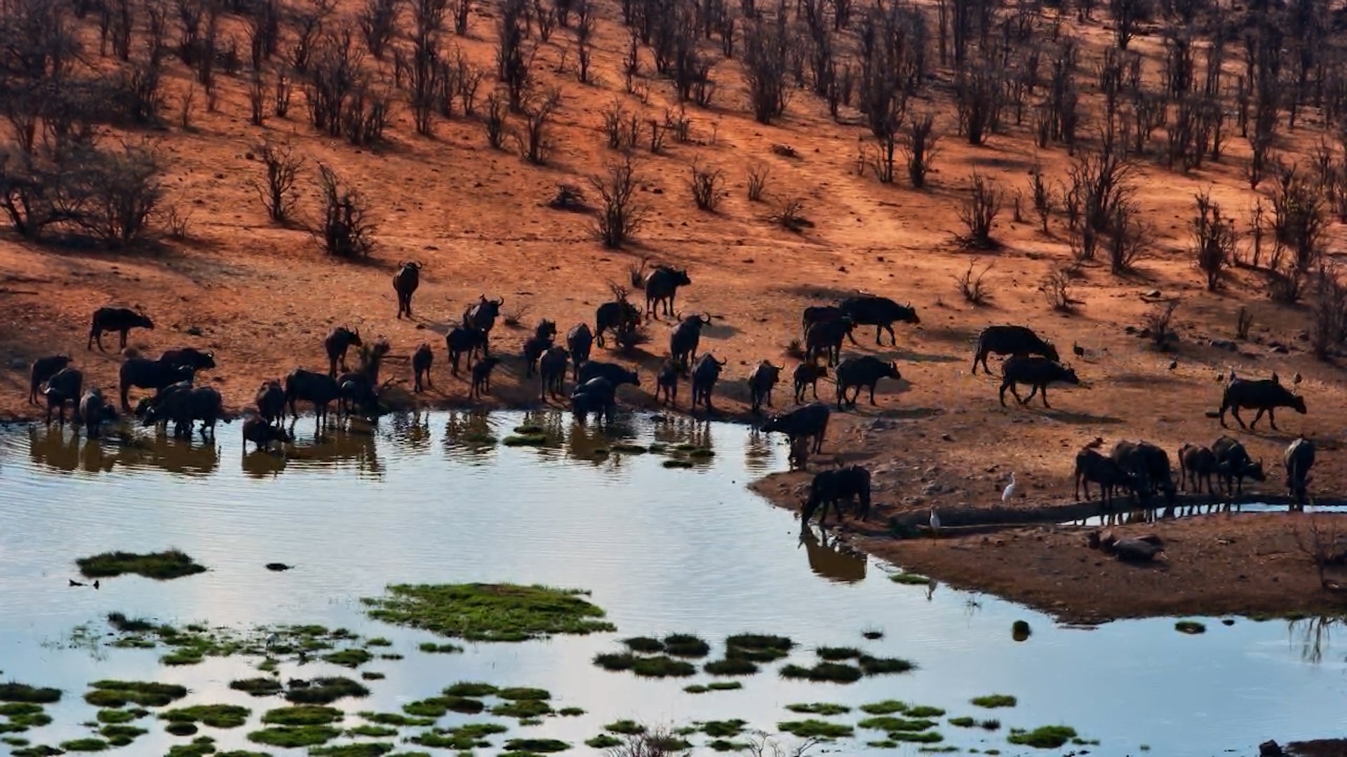 Buffalo Meet-Up by the Waterhole!