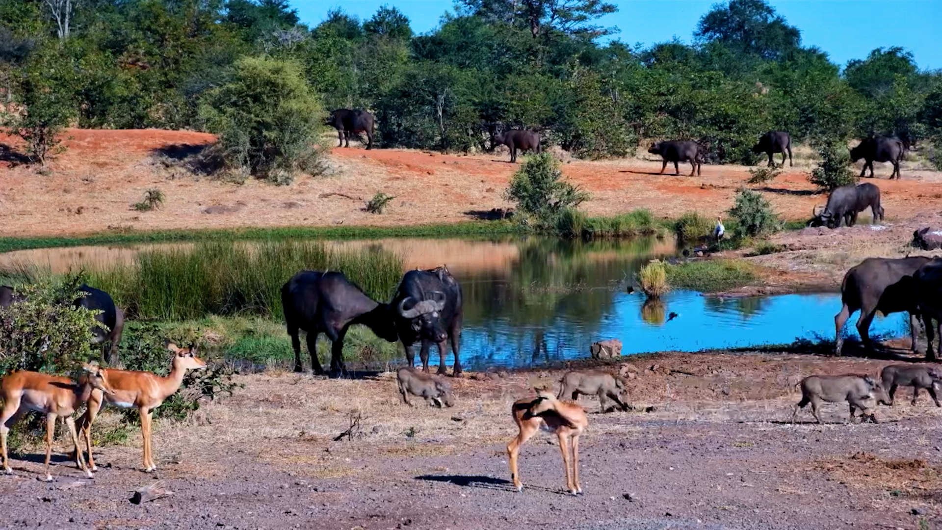 A Calm Day at the Waterhole