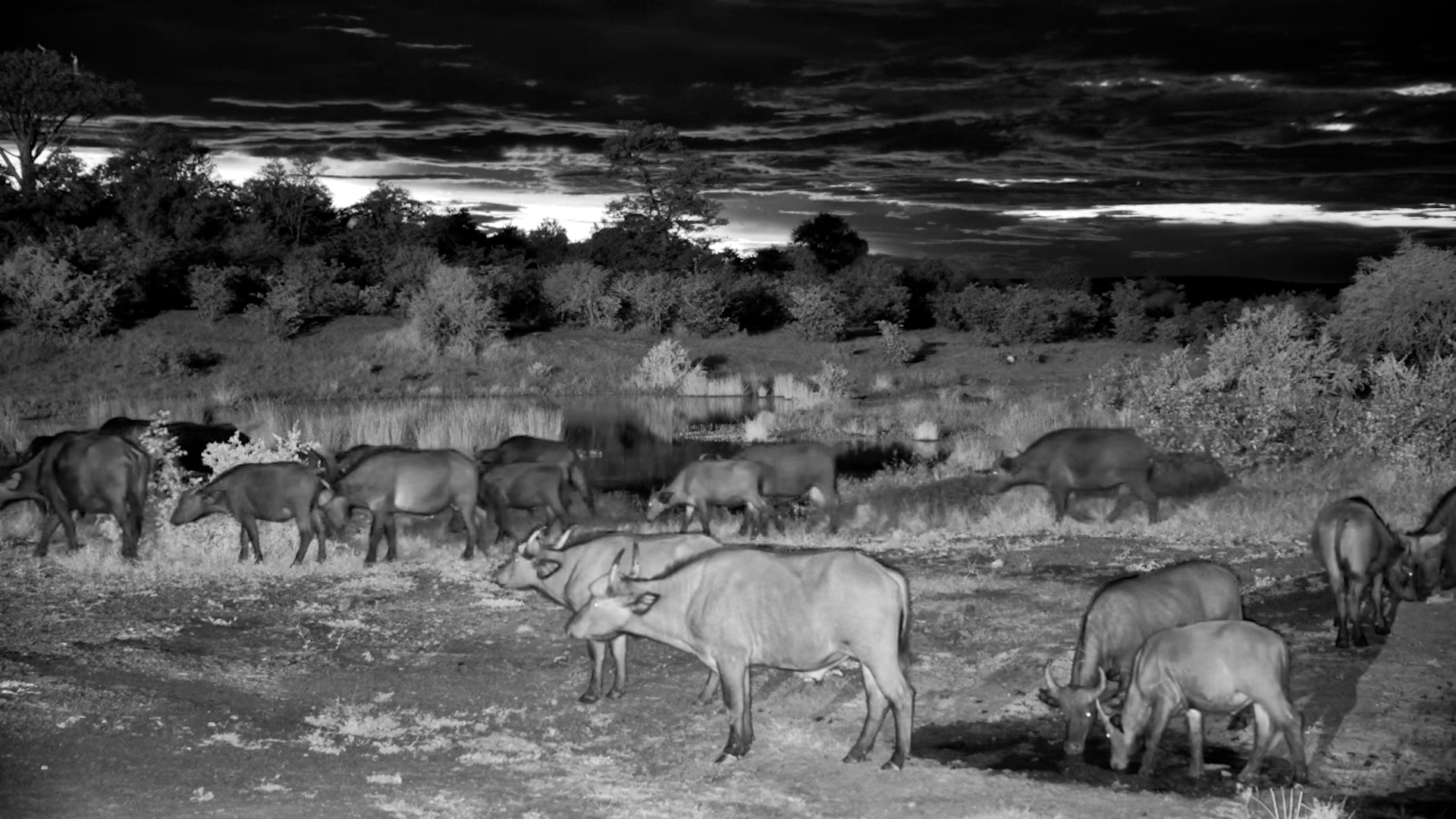Buffalo Herd Takes Over the Waterhole