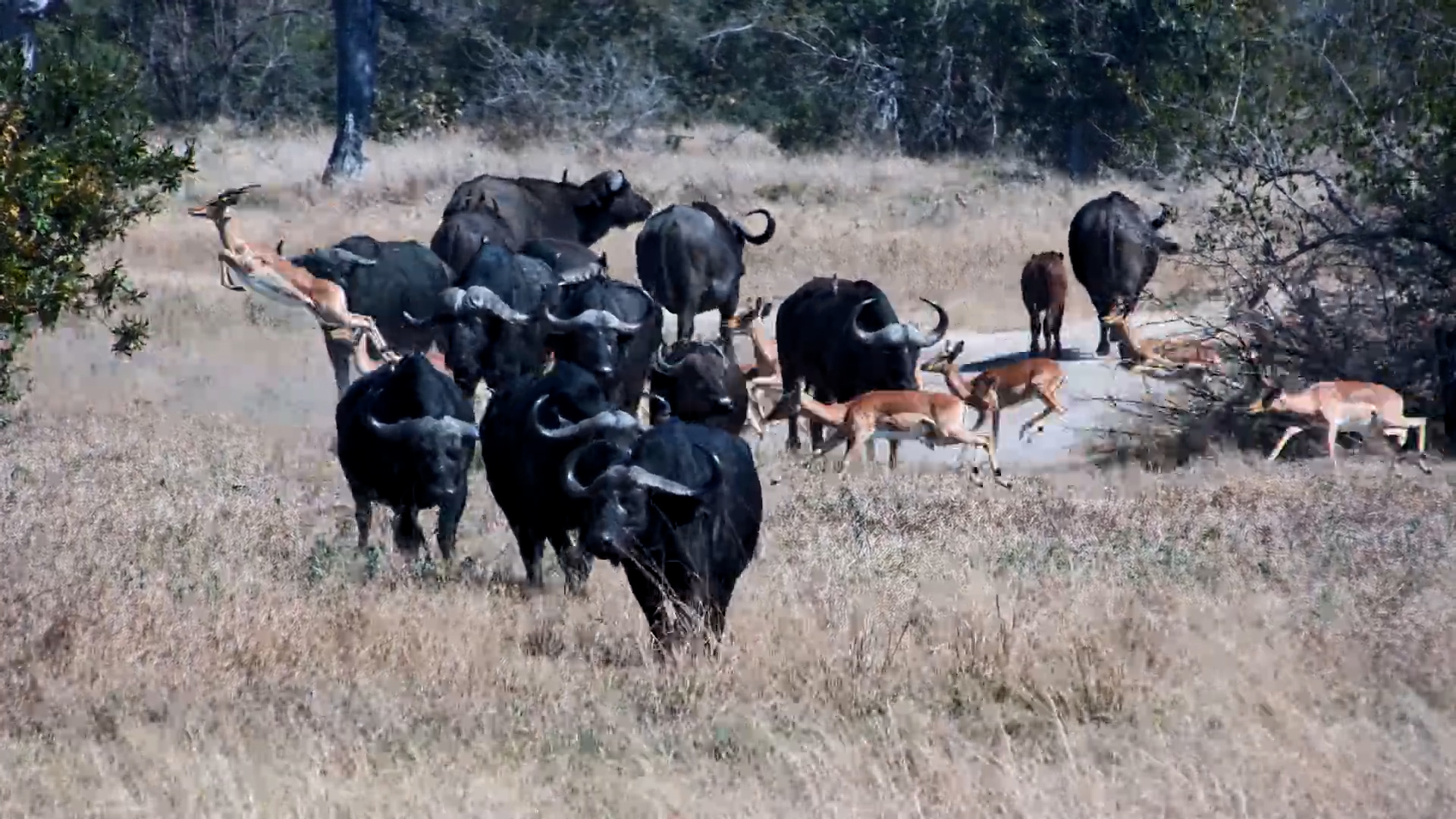 The Buffalo Are Coming... Clear the Way!