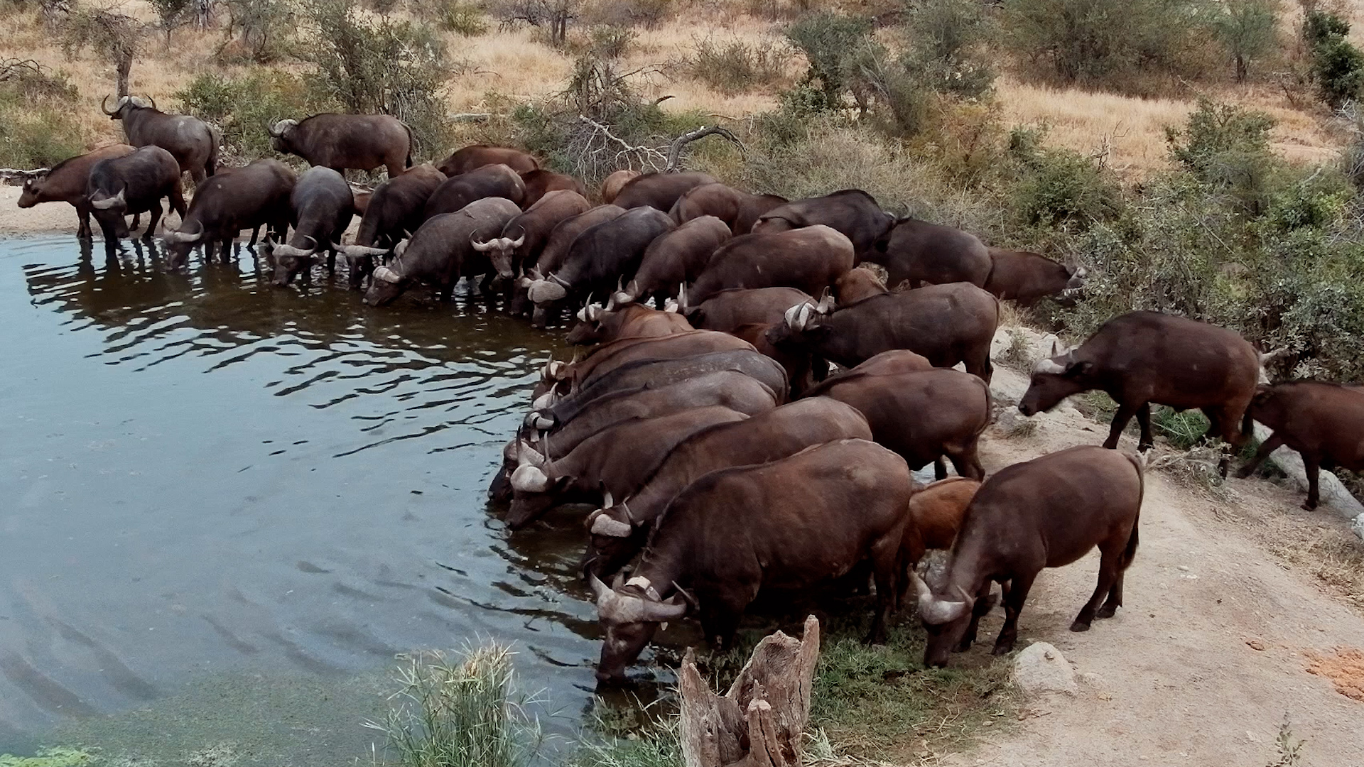 Rosie's Pan Was Taken Over by Buffalo