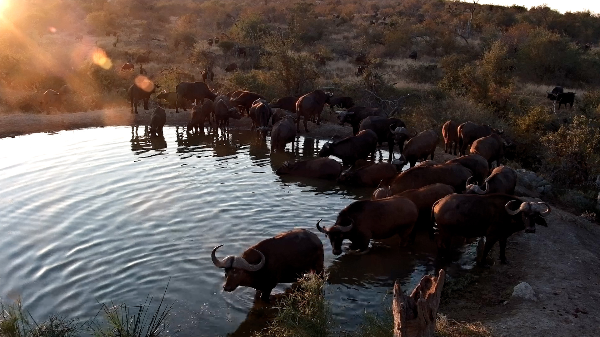 Buffalos arrived for Sundowners
