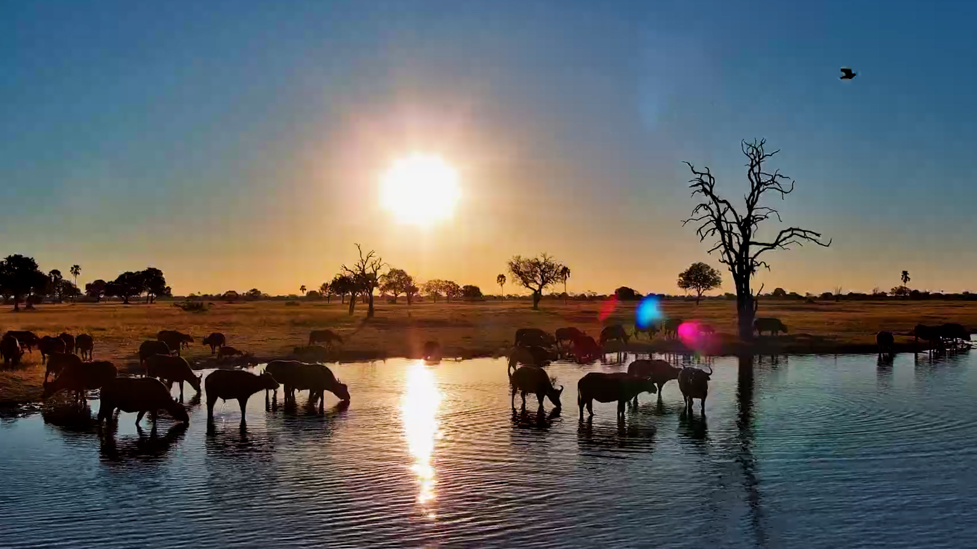 Even the Buffalo Love Sundowners