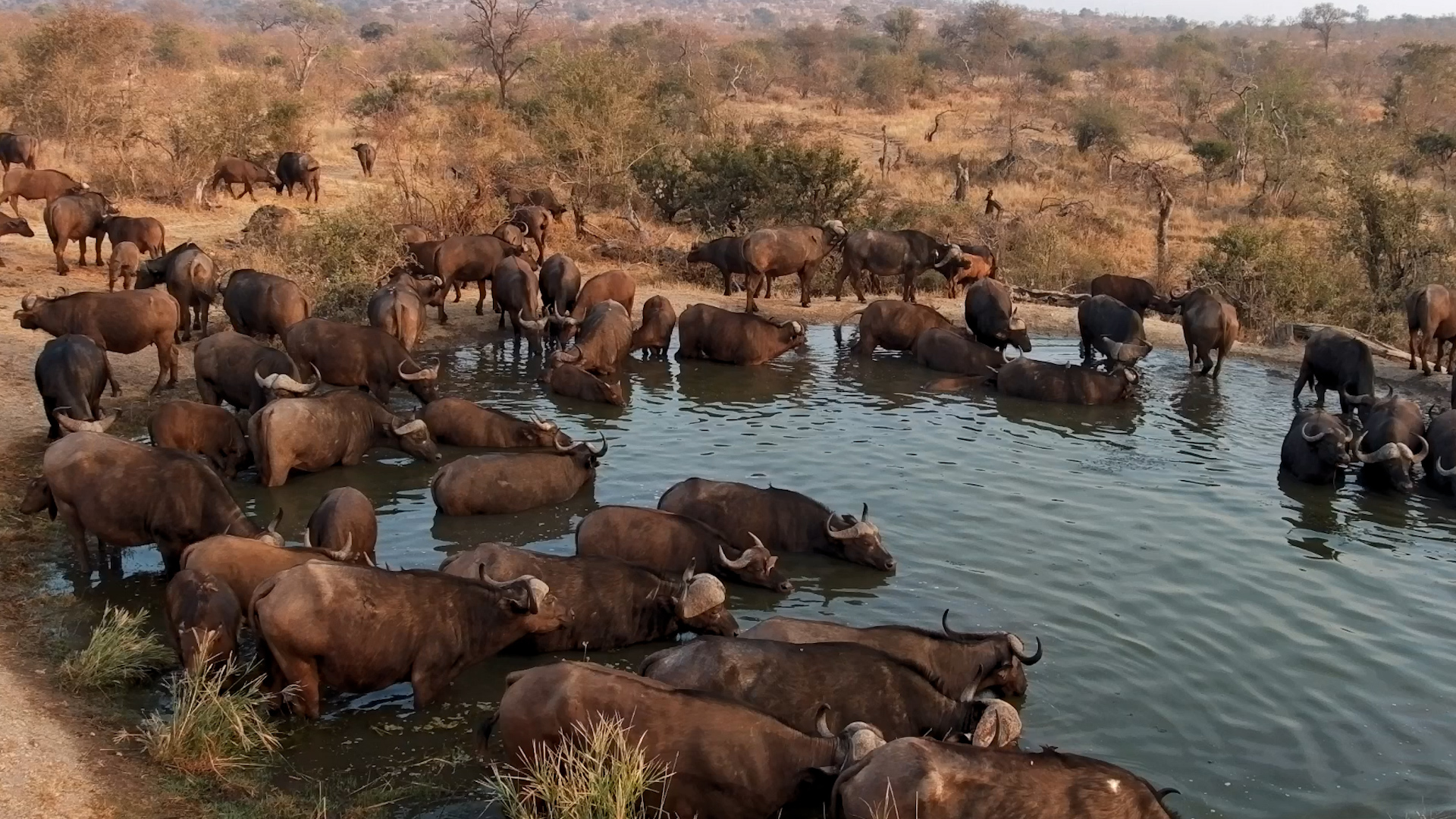 The Buffalo Morning Routine