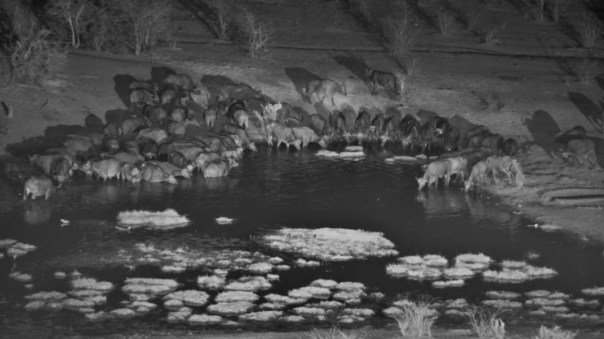 Buffalo Herd in the Dark