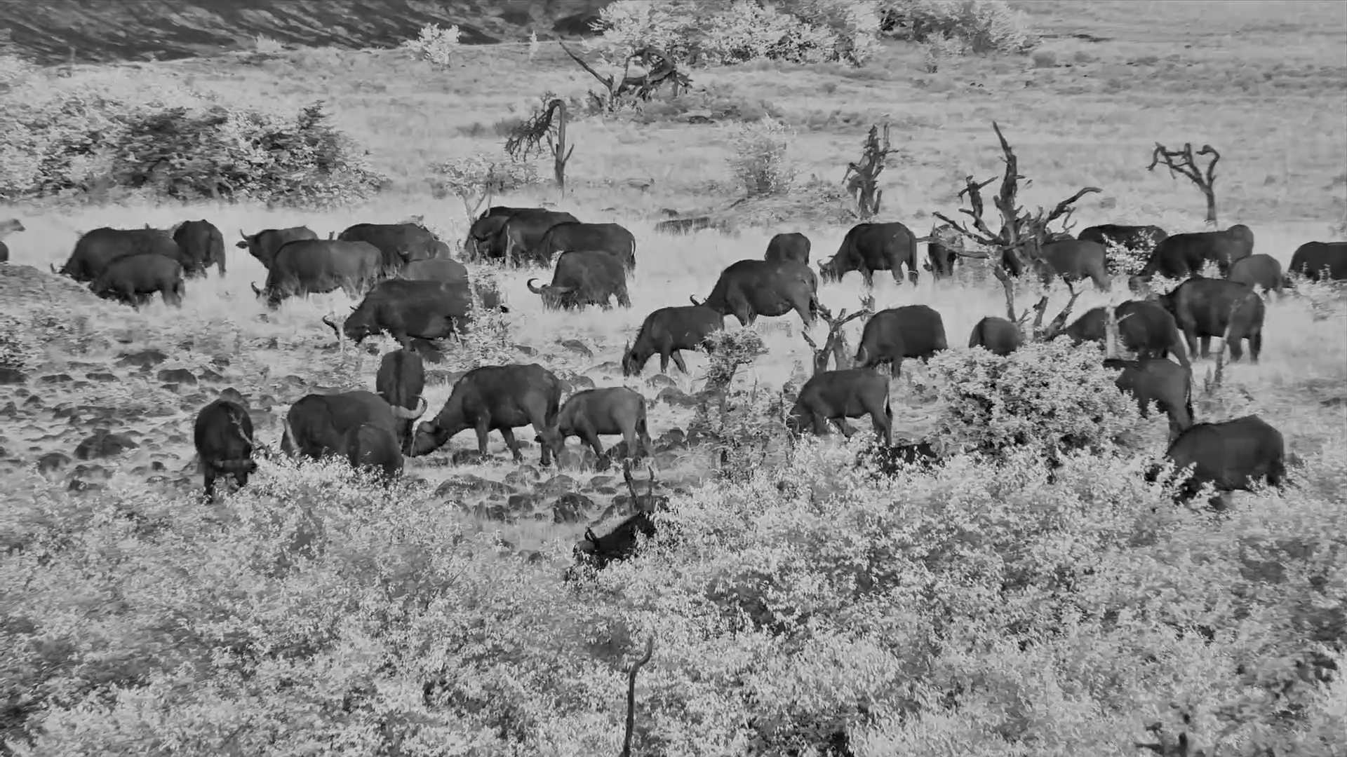 Buffalo Herd Grazes at Dawn in the Mara