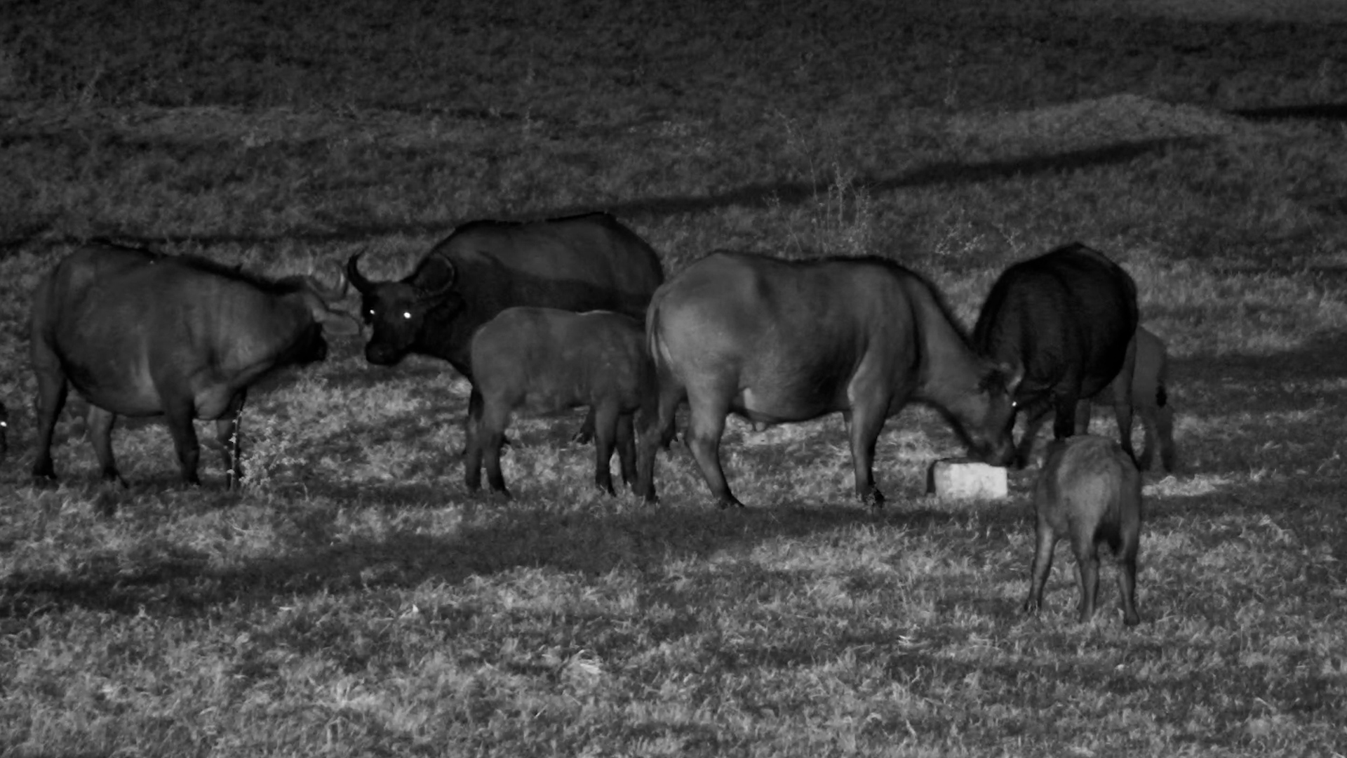 Buffalo Herd Emerged From the Darkness