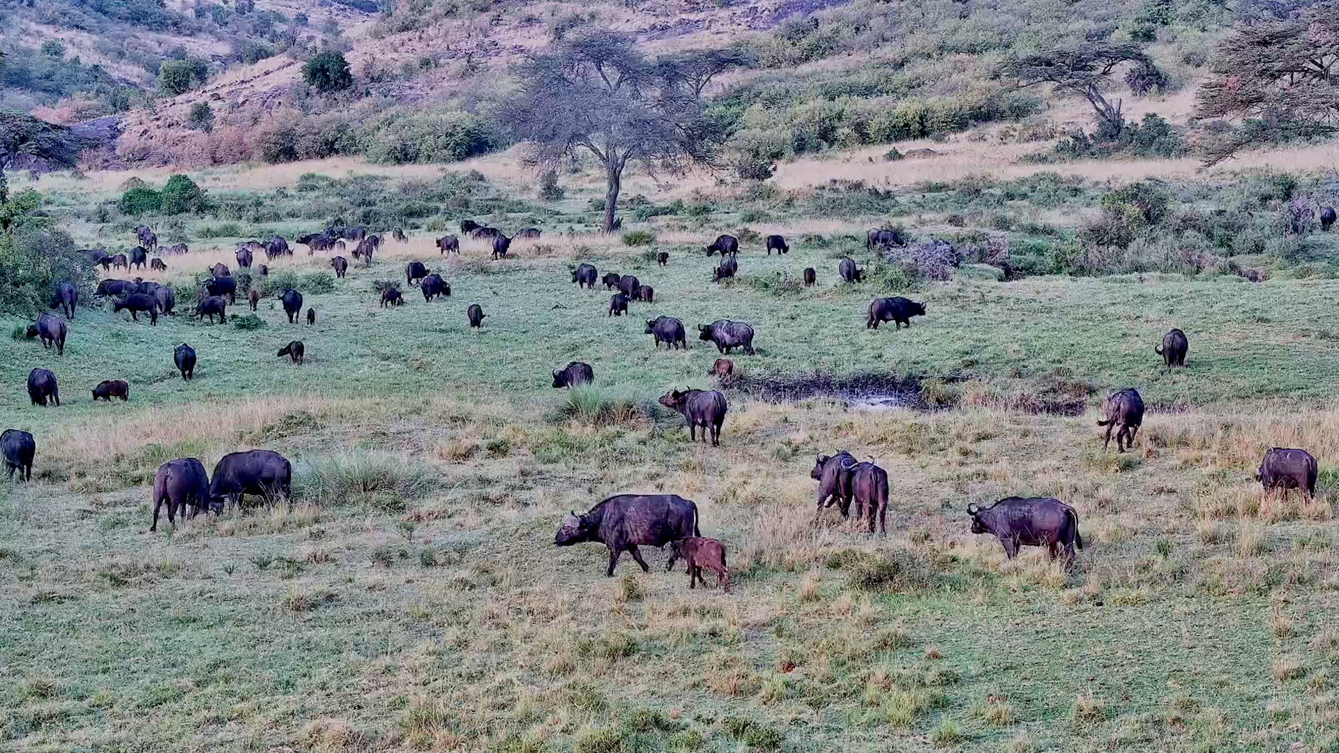 ZA  Skip navigation Search    Create  4  Avatar image The Plains Were Covered in Buffalo