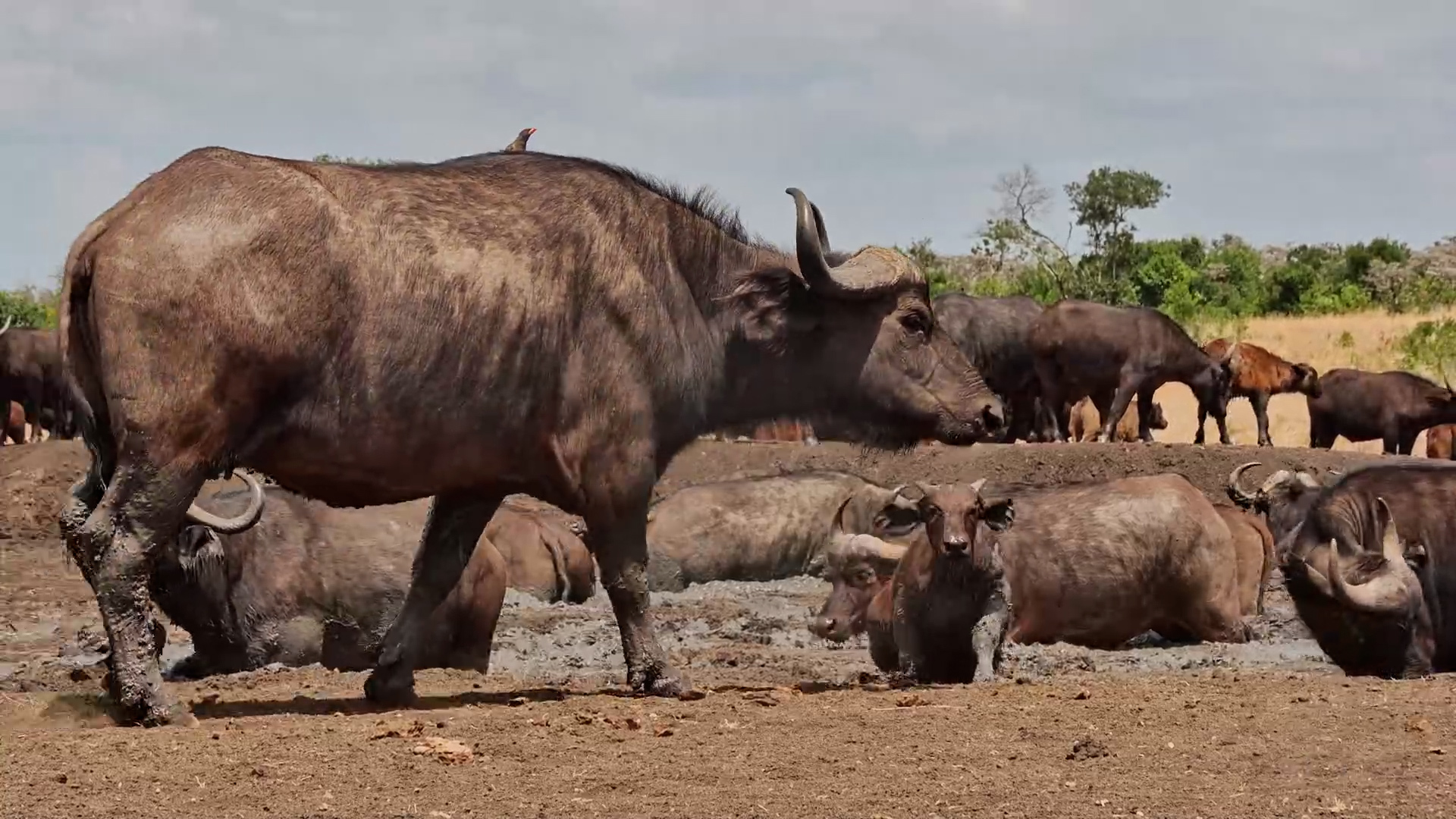 Buffalo vs. Mud... The Mud Is Winning