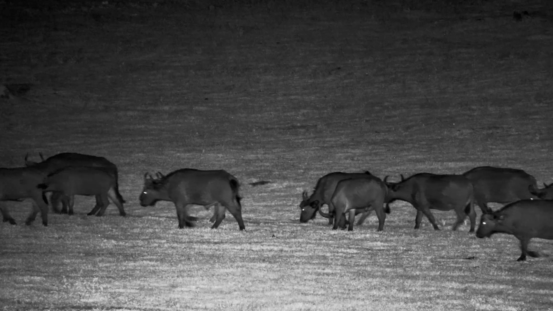 Buffalo Herd Arrives at Hwange Safari Lodge