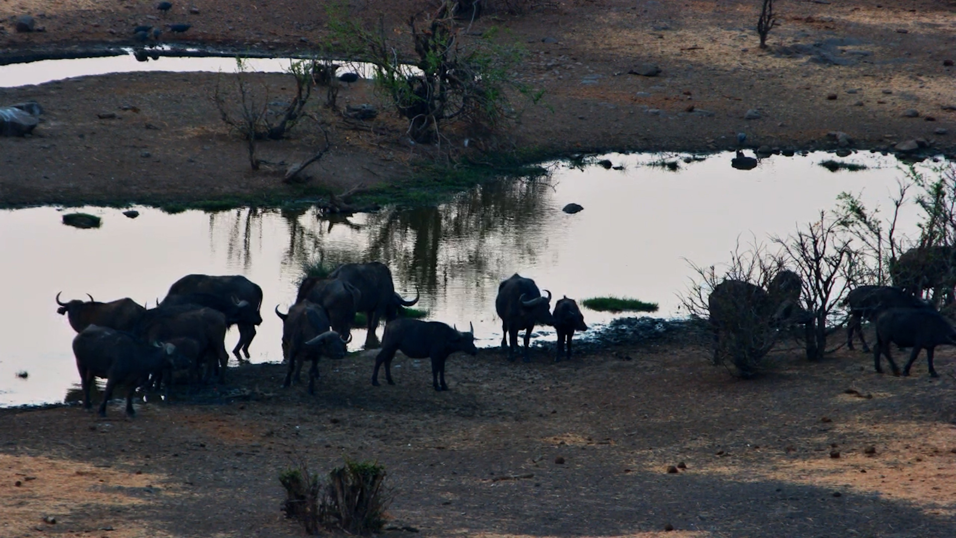 Buffalo Herd Arrives for a Drink at Vic Falls Safari Lodge