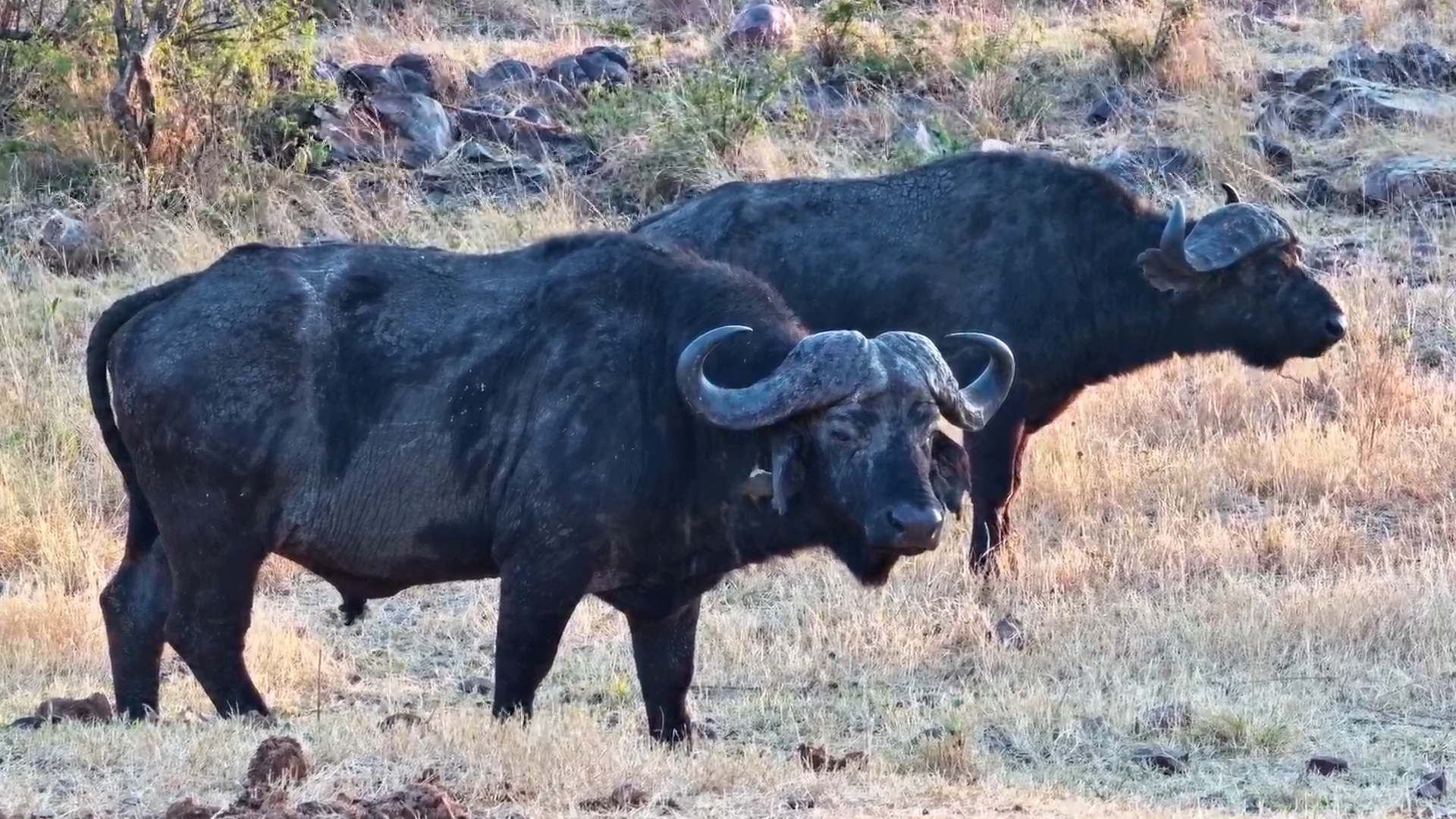 Buffalo Start Their Morning With a Waterhole Visit