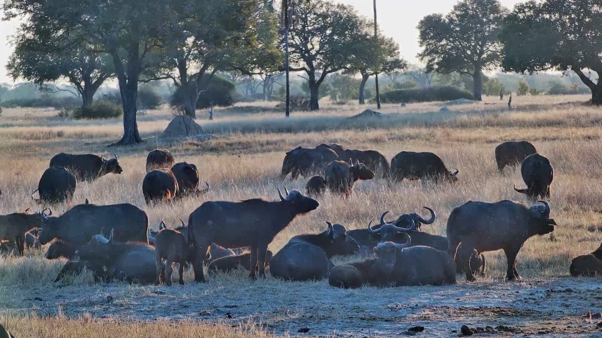 Sunset With Africa's Mighty Buffalo