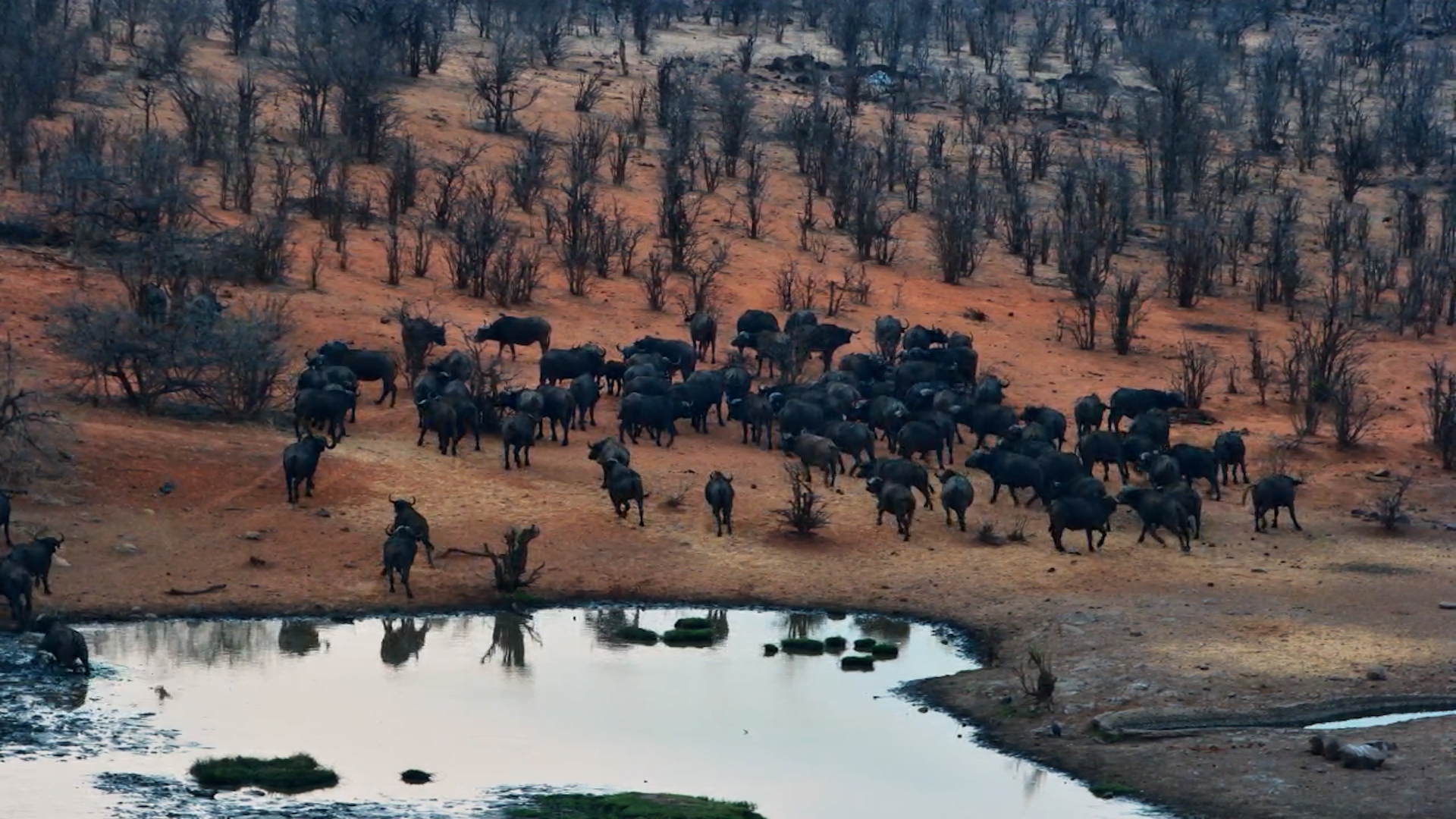 Buffalo Herd Gathers for a Drink at Vic Falls Safari Lodge