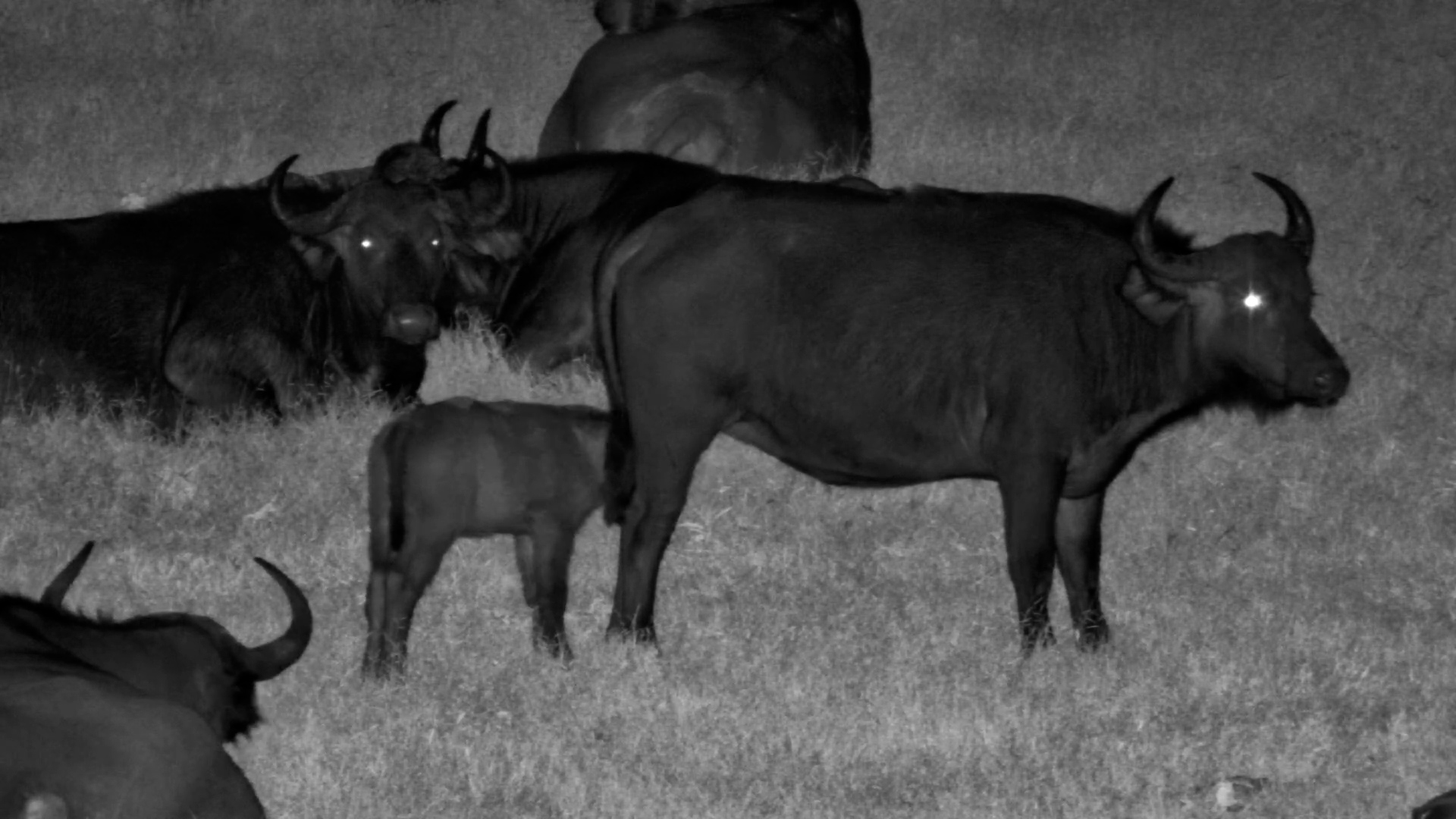 Buffalo Calf’s Night Time Feeding!