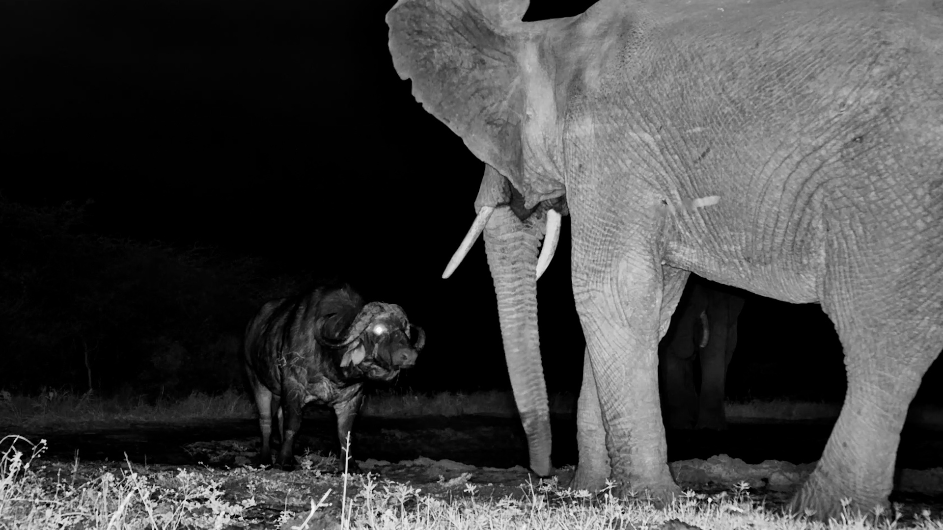 Elephant Picked on the Wrong Buffalo