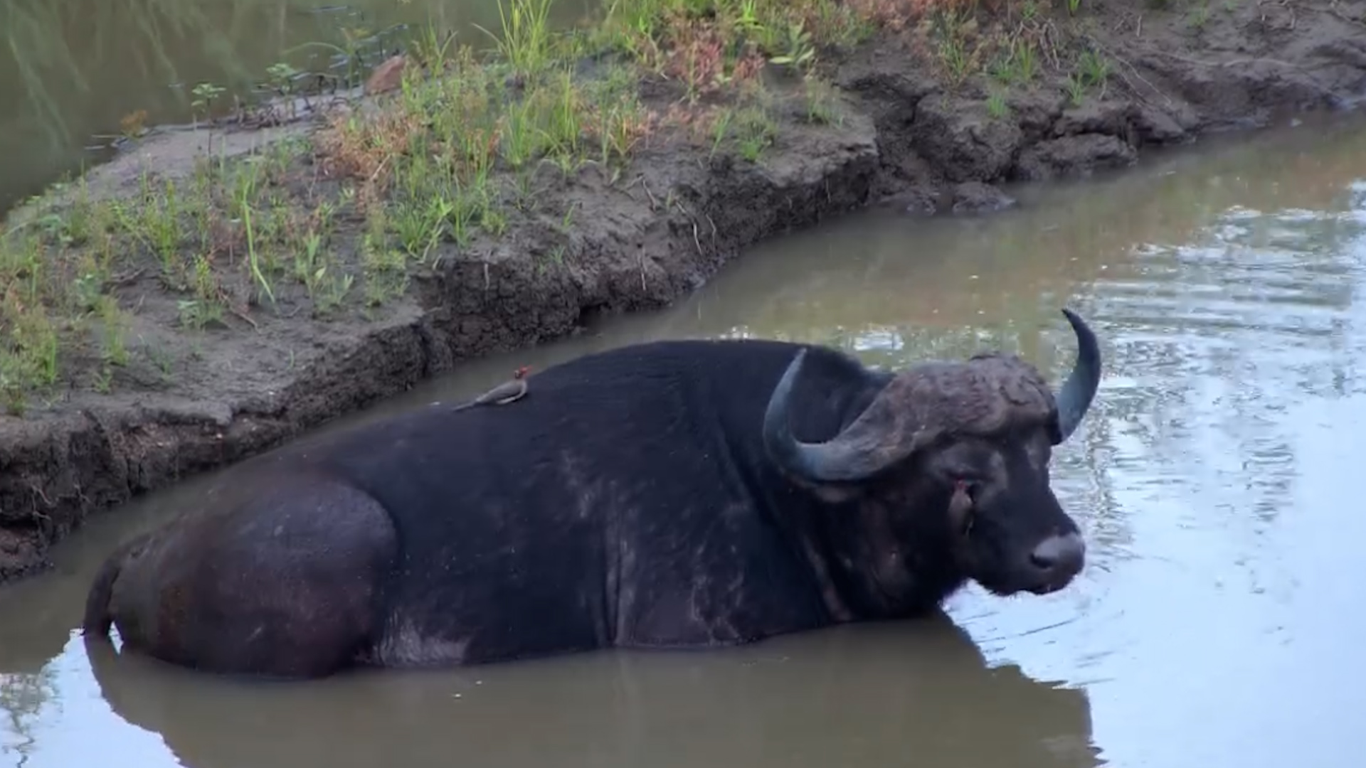 A Mutualistic Relationship Between a Buffalo and Red-billed Oxpeckers