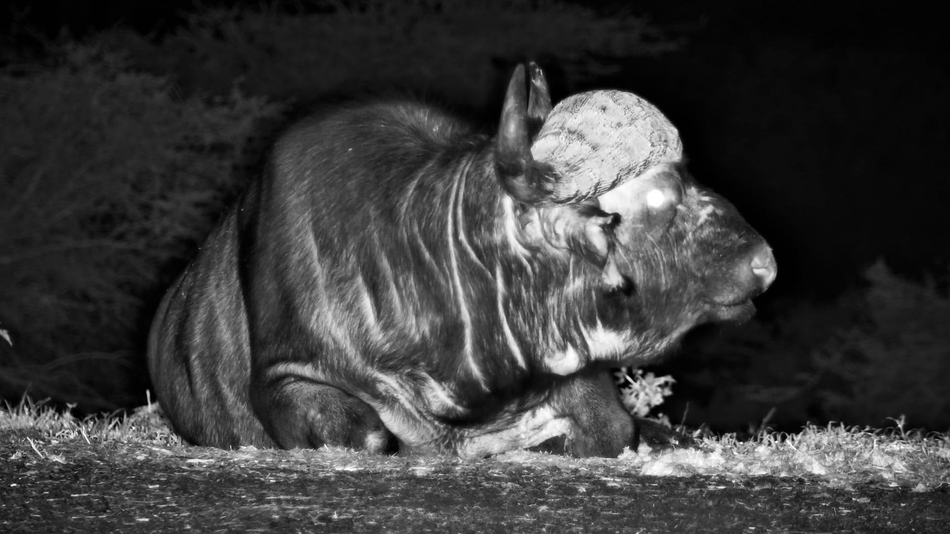 Buffalo Quietly Unwinds in the Dark
