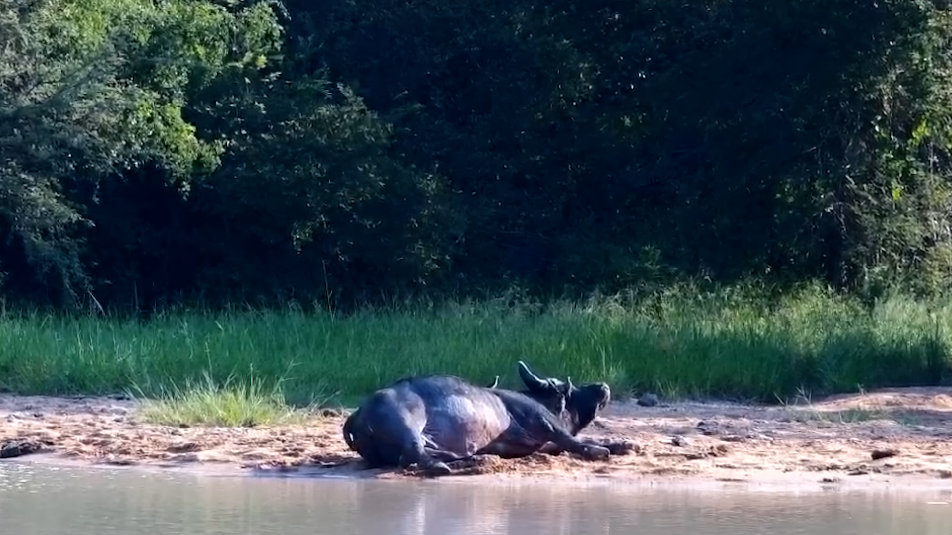 Sun, Sand, and a Buffalo in Full Chill Mode