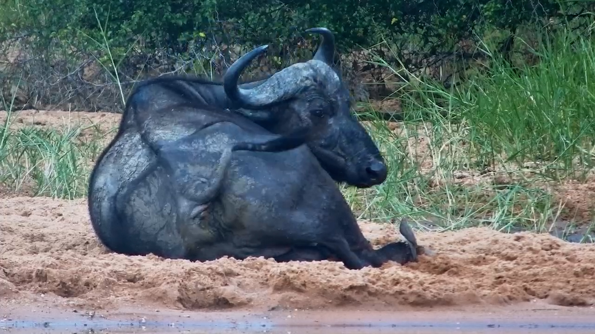 Buffalo: “I Need a Minute.”