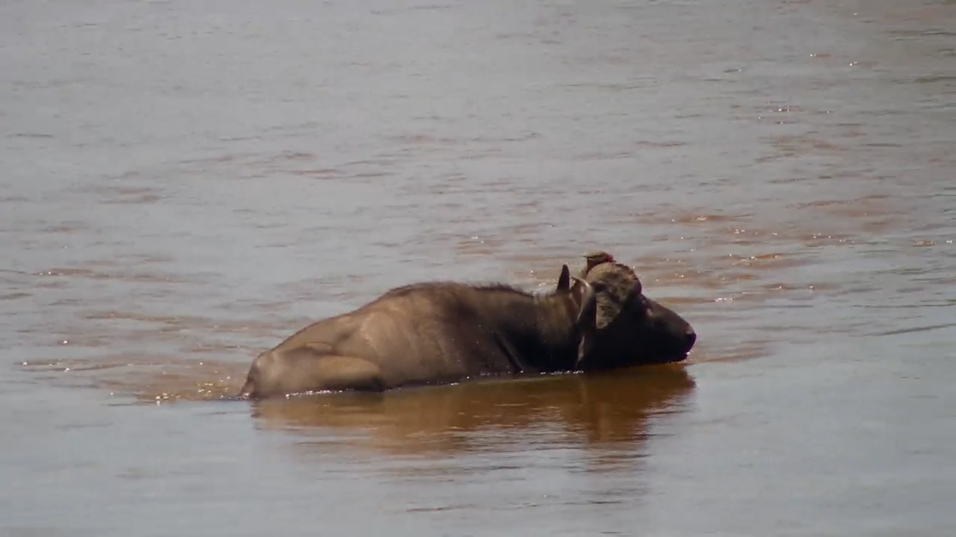 Buffalo Bull Takes a Relaxing Break
